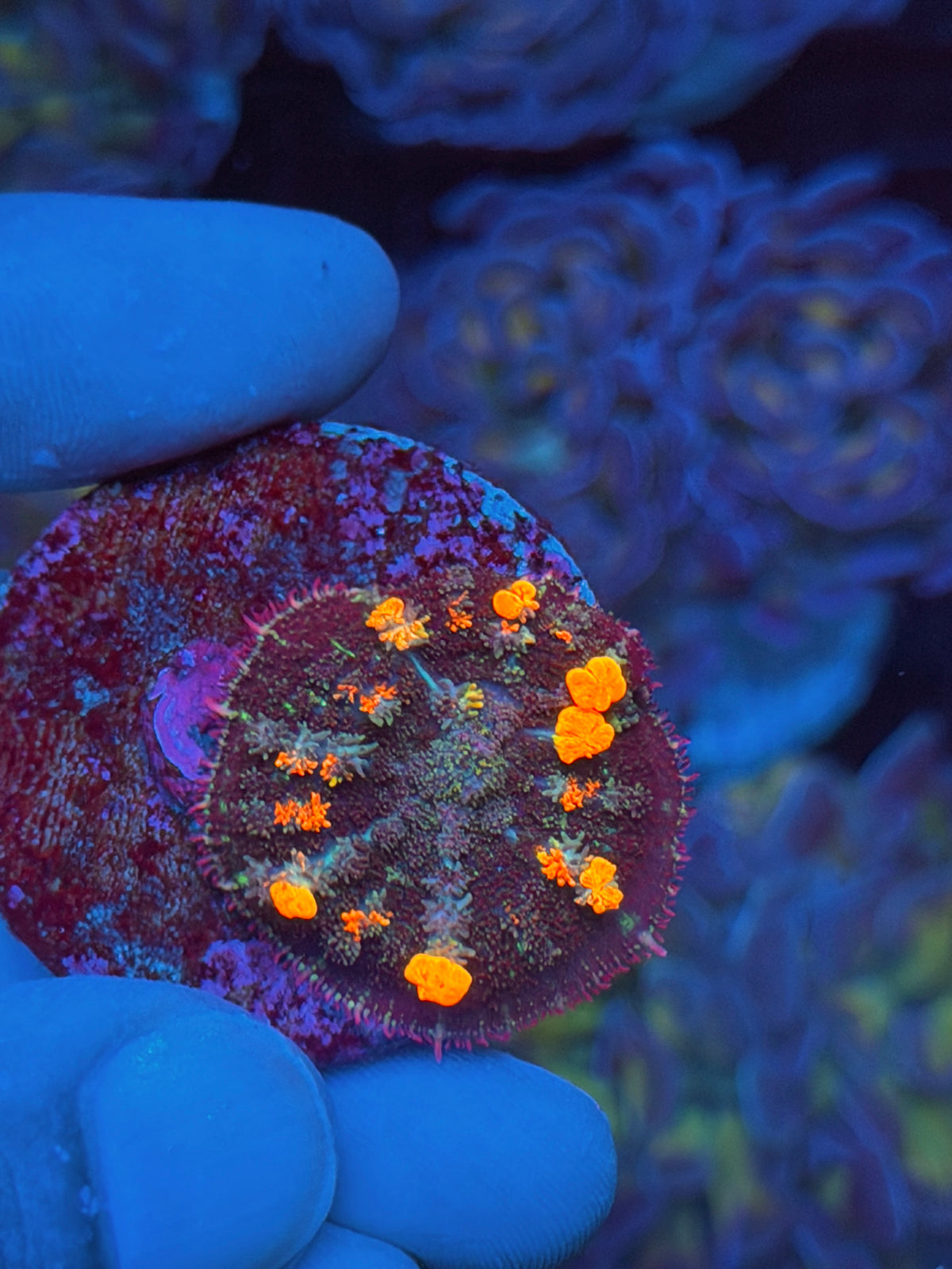 JEA Pop Rocks Bounce Mushroom Coral XL 9/11