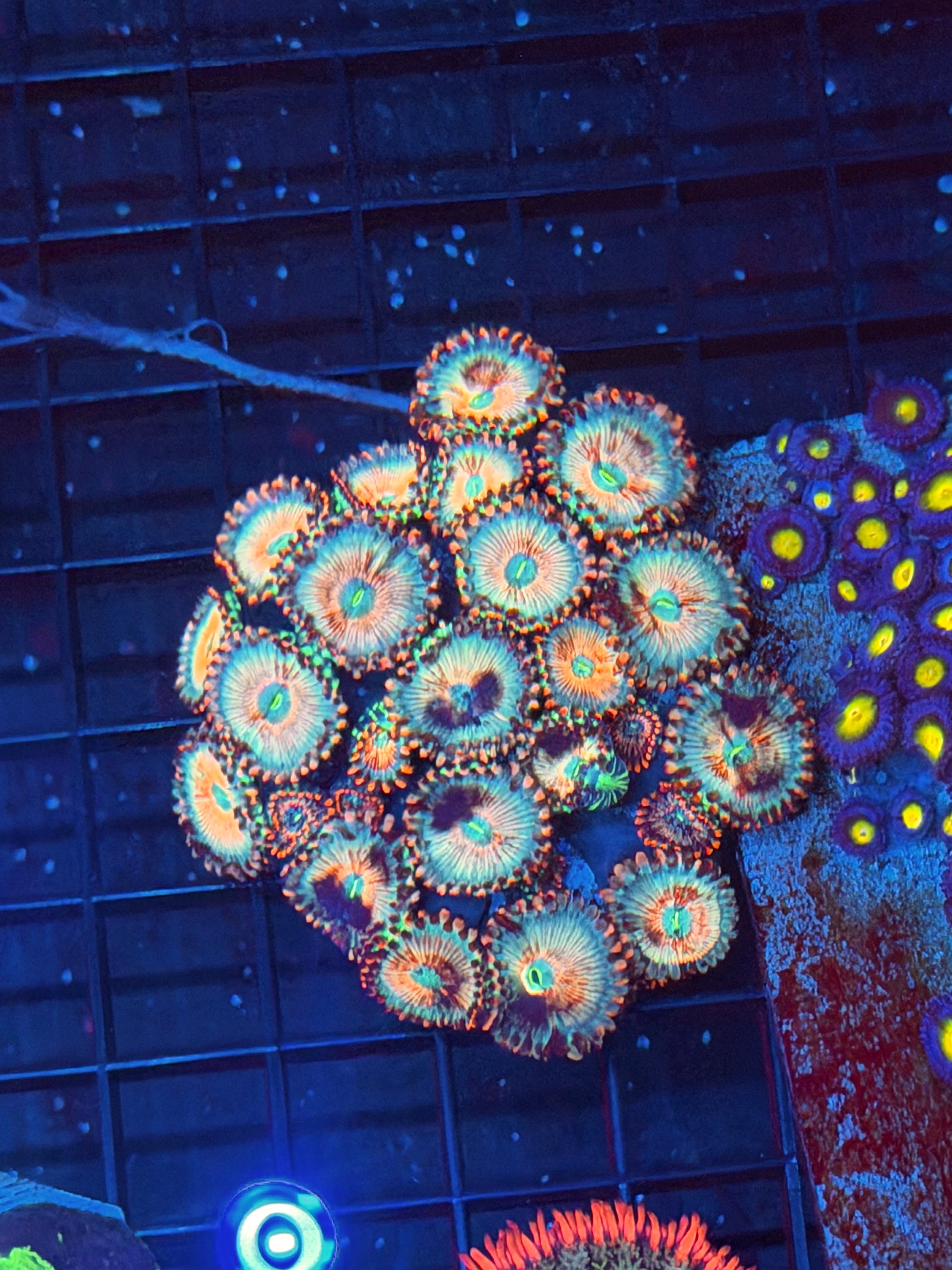 JEA White Zombie Zoanthid Coral Colony XXXL Insane Patterns 9/11