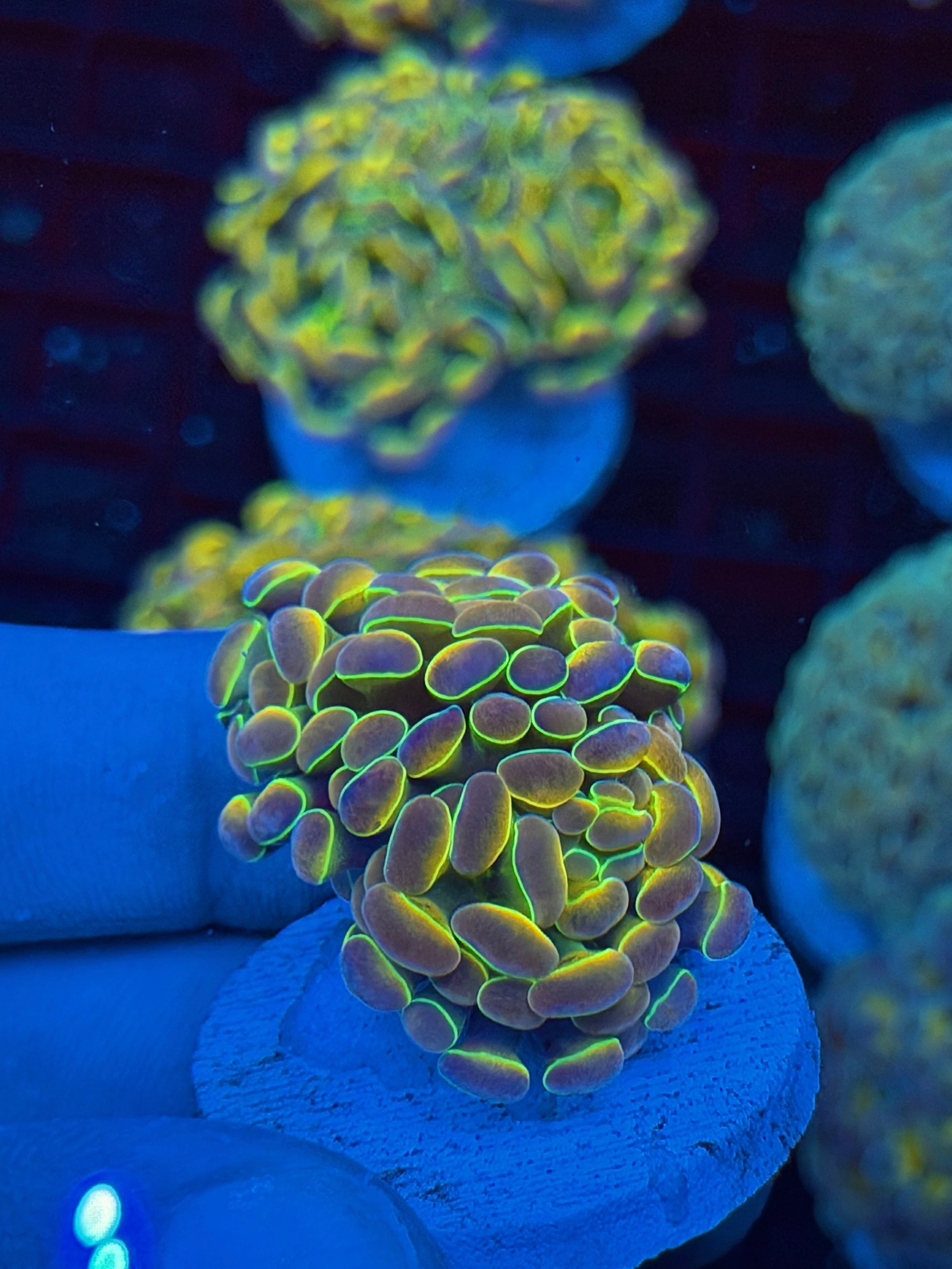 JEA Rainbow Dreams Hologram Hammer Coral 2 Heads BRIGHT 9/11