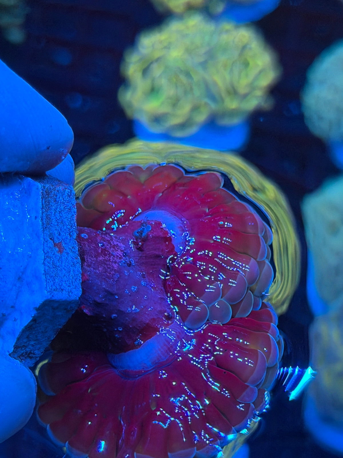 JEA Rainbow Blaster Hammer Coral 2 Heads XL *Collectors Piece* 9/11