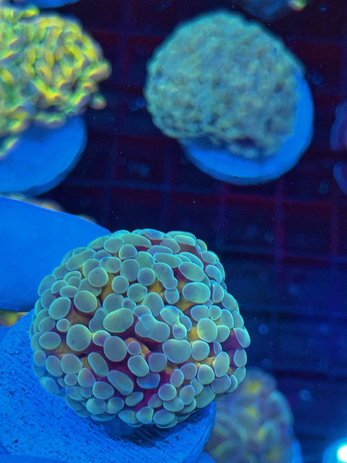JEA Thors Hammer Coral 1 XXL Head 9/11