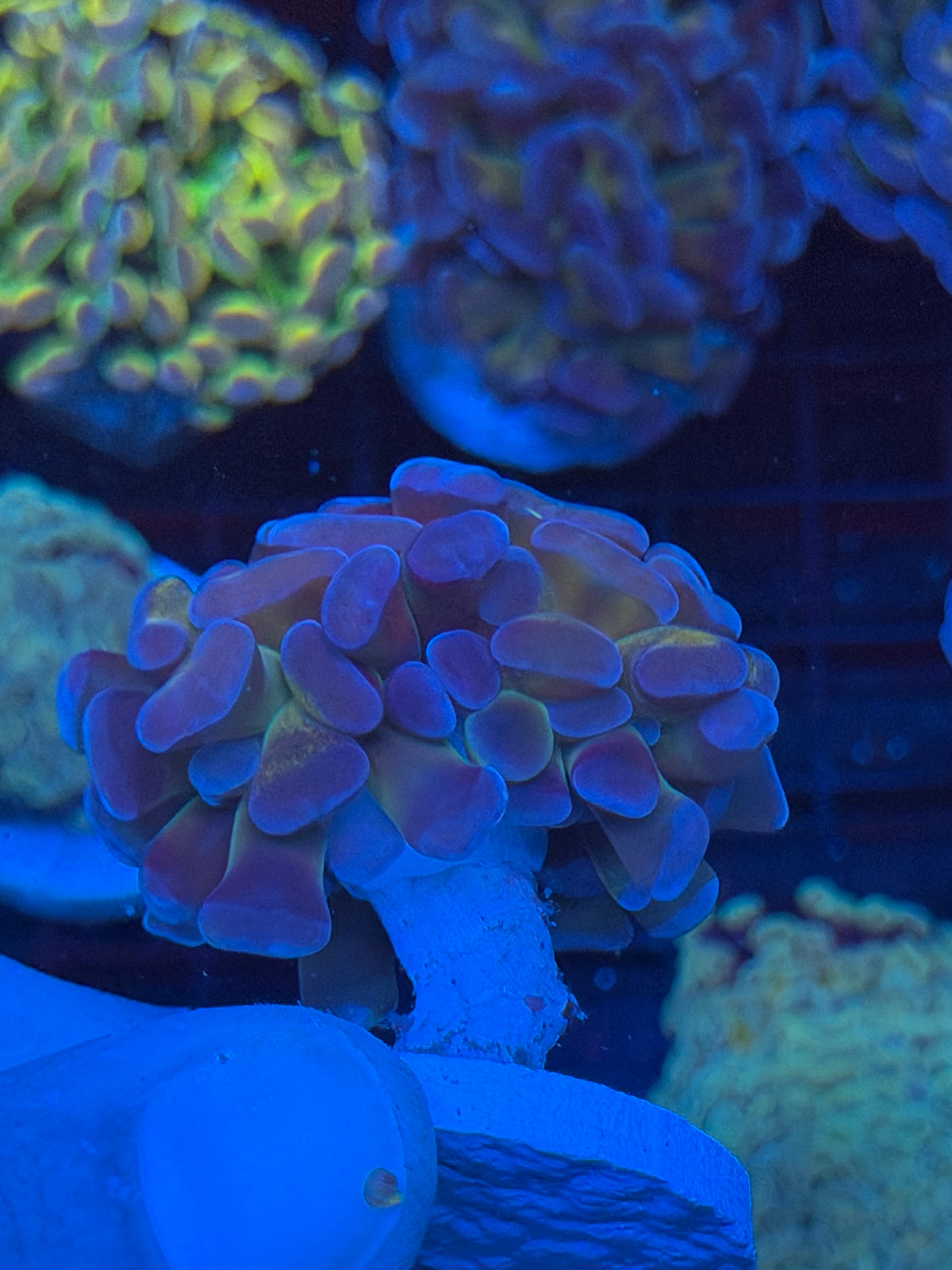 JEA Goldmember Hammer Coral 1 XL Head 9/11