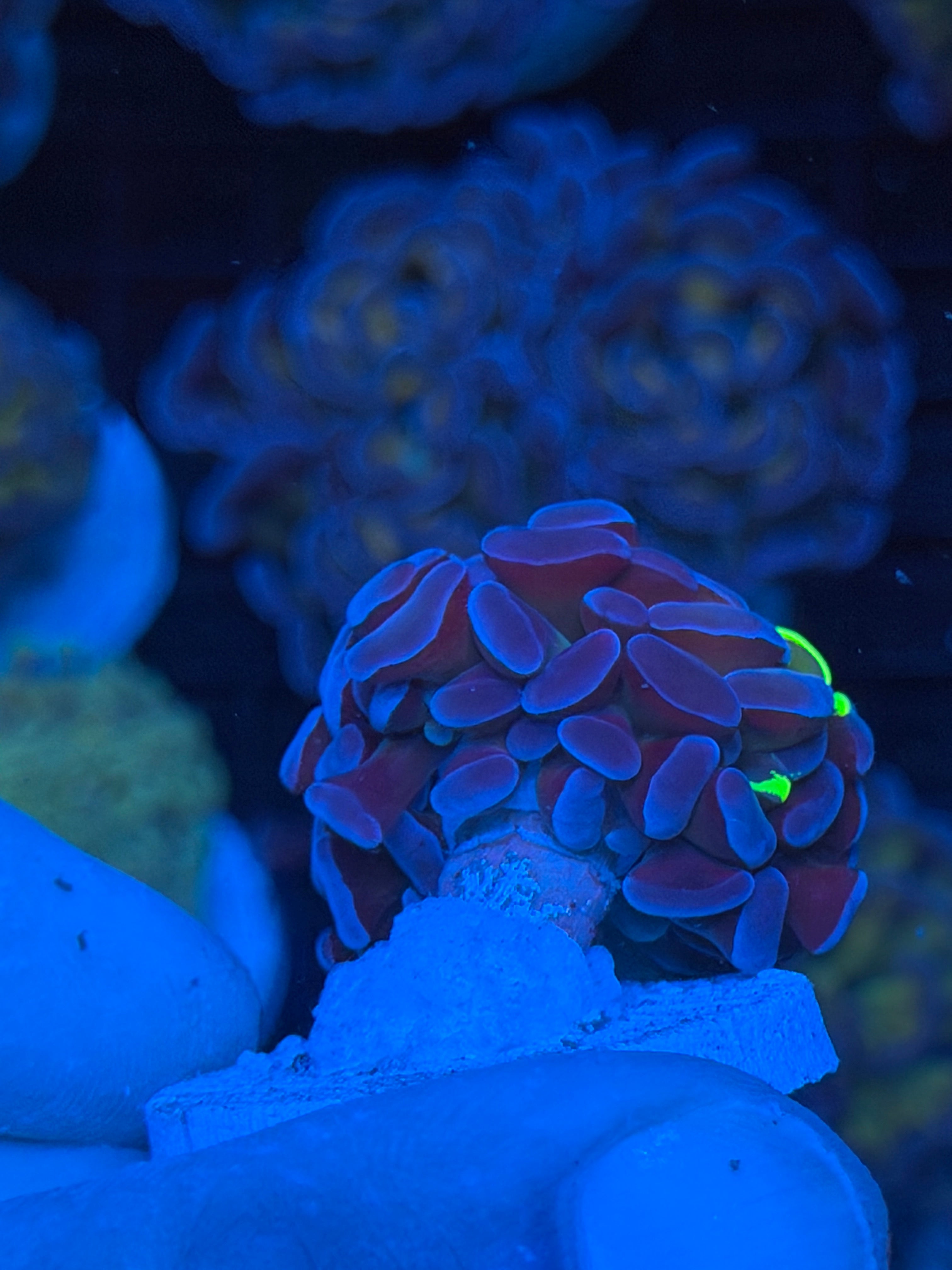 JEA Grafted Goldmember Hammer Coral *Only Frag Available* 9/11