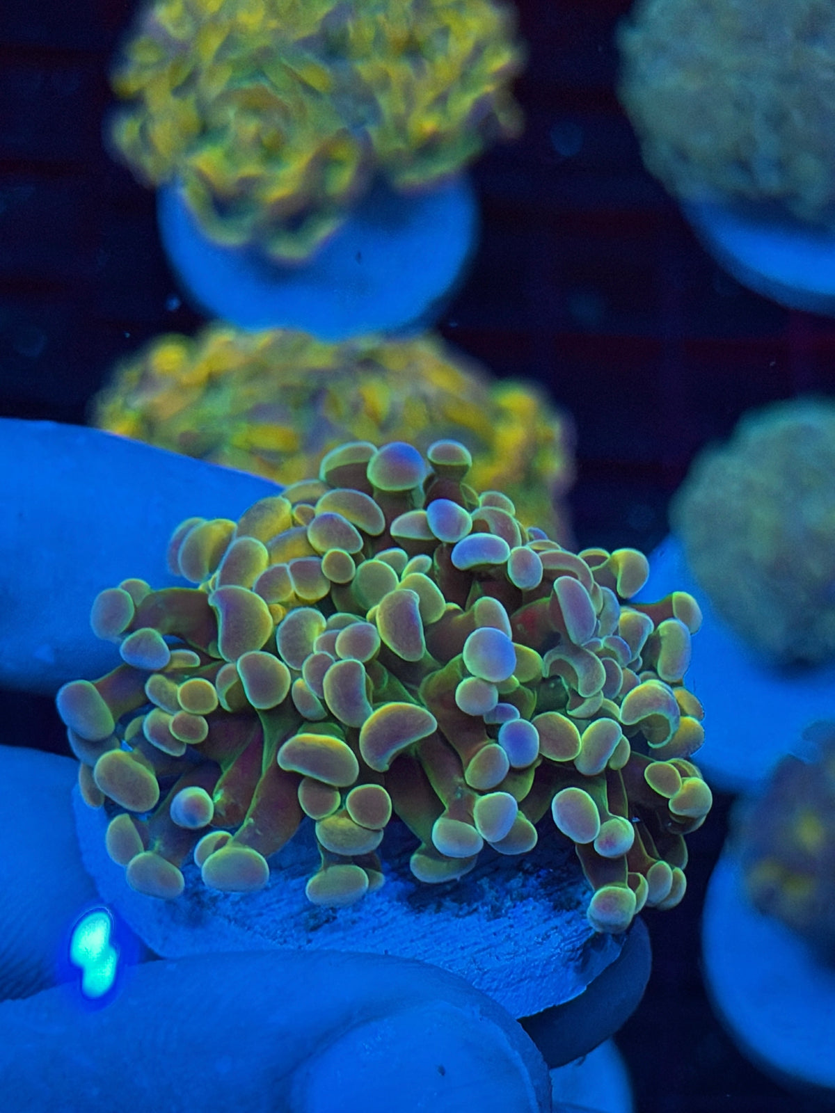 JEA Rainbow Fusion Hologram Hammer Coral 2 Heads 9/11