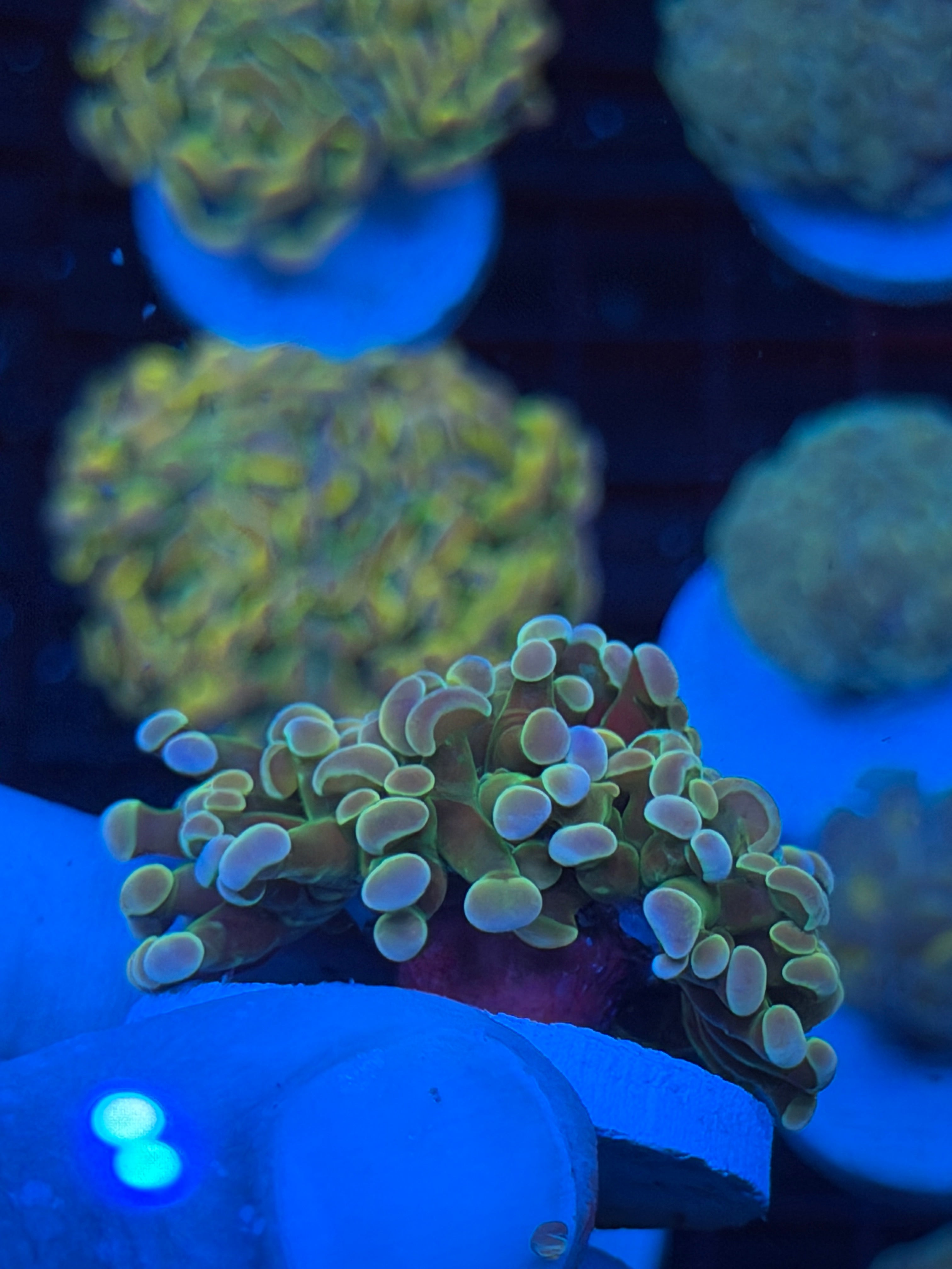 JEA Rainbow Fusion Hologram Hammer Coral 2 Heads 9/11