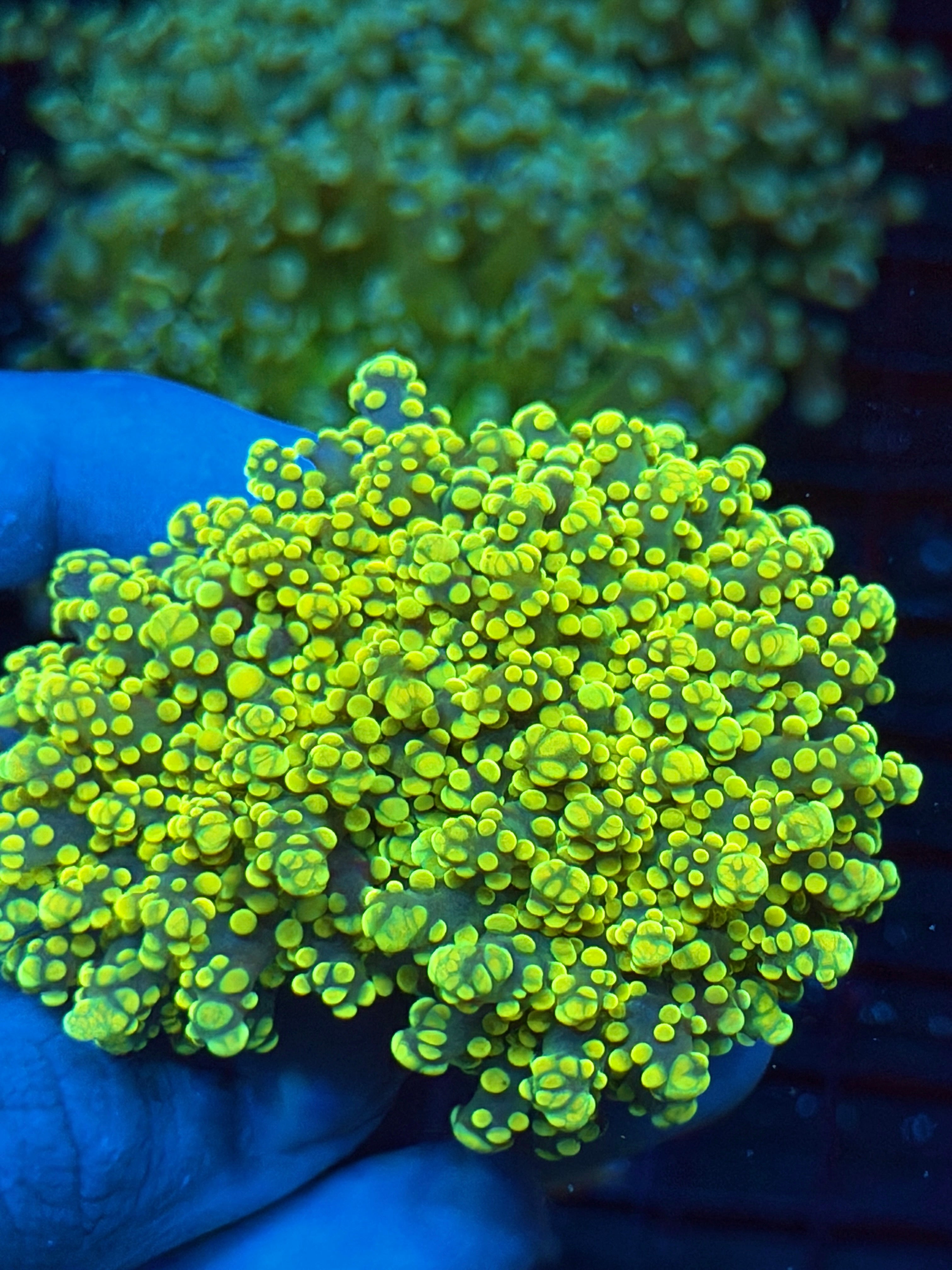 JEA Banana Frogspawn Coral Cluster Splitting to 3 XXXL 9/11