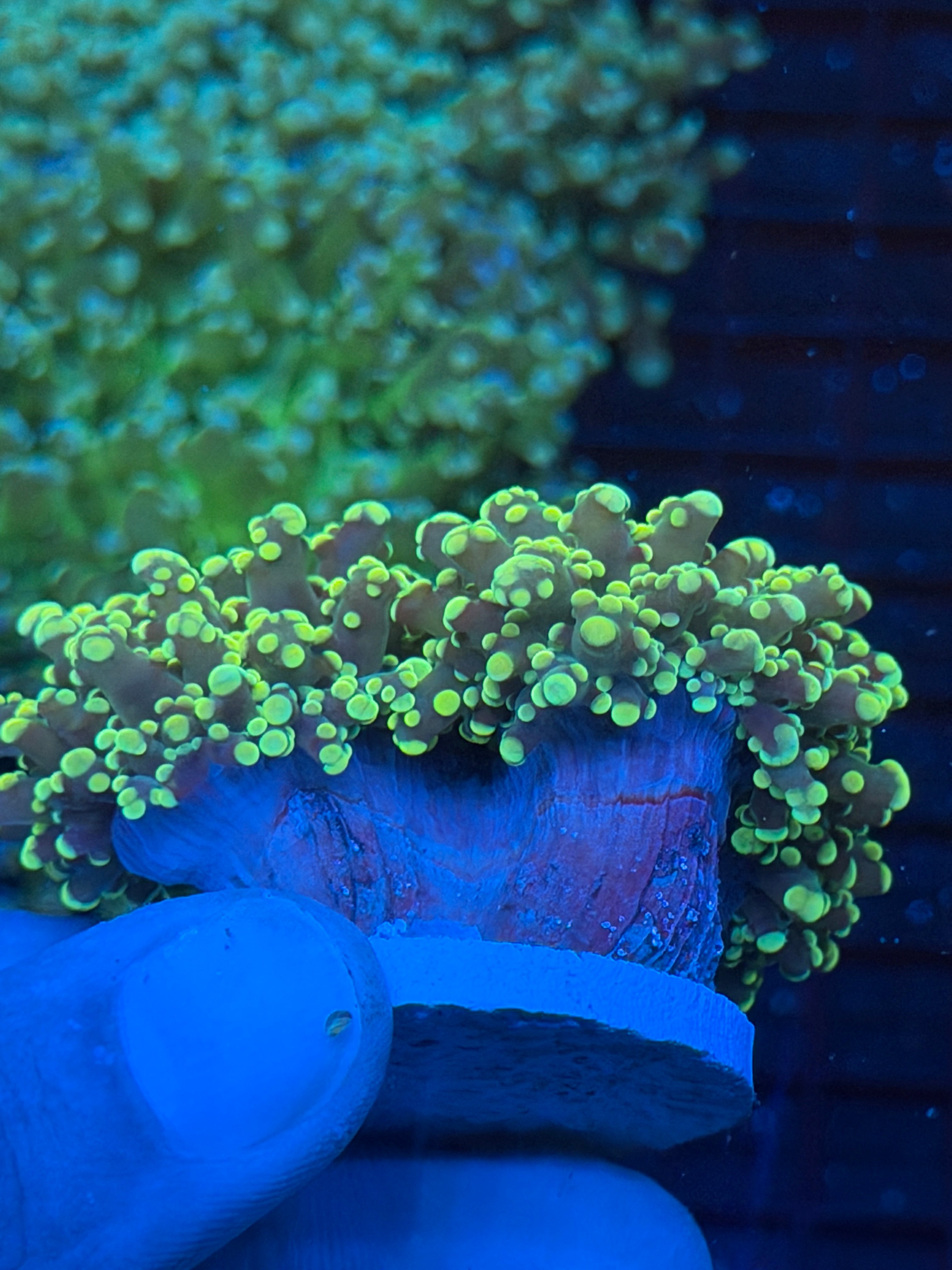JEA Banana Frogspawn Coral Cluster Splitting to 3 XXXL 9/11