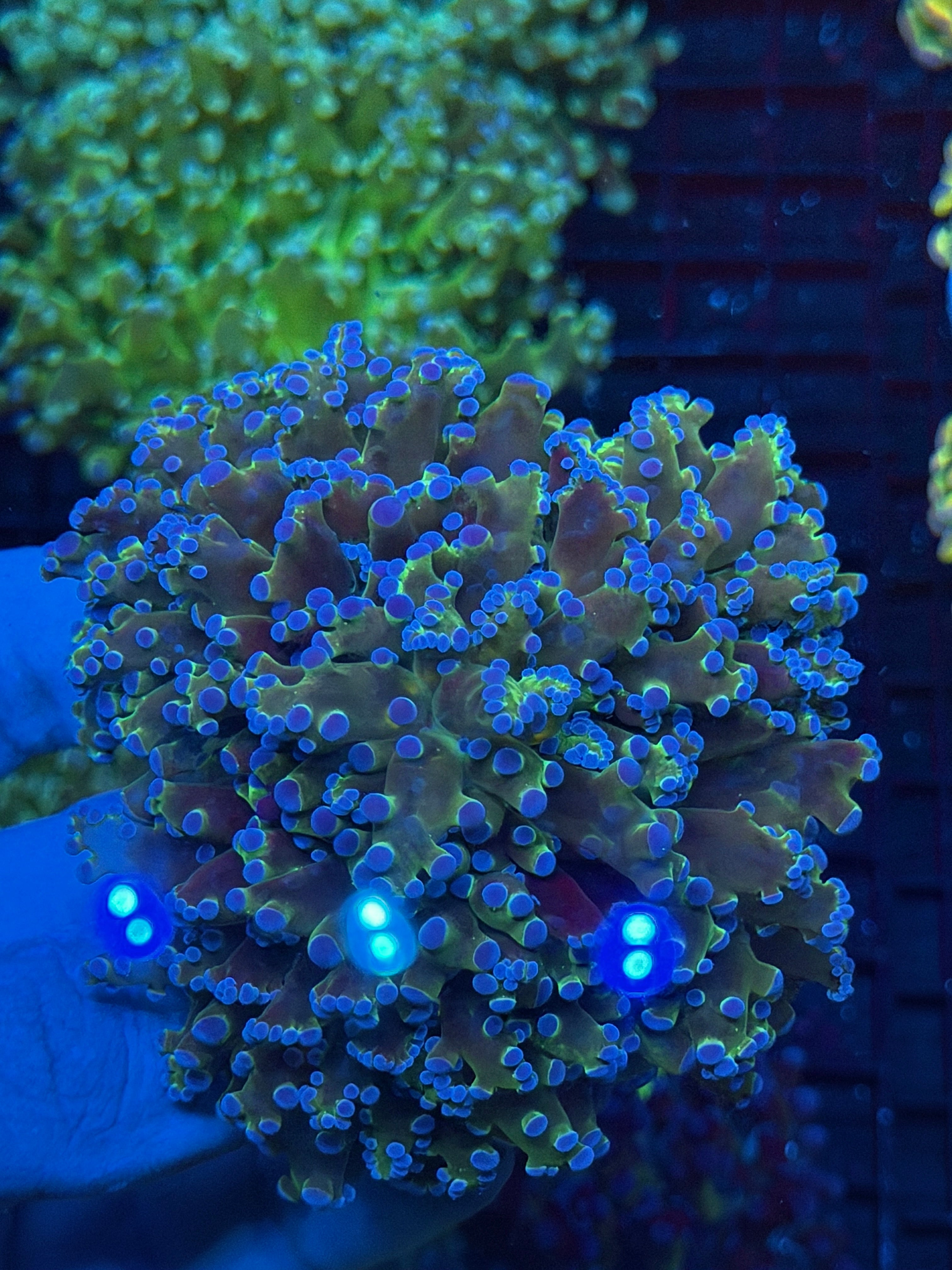 JEA Blue Magic Frogspawn Coral Colony XXXL Show Piece 9/11
