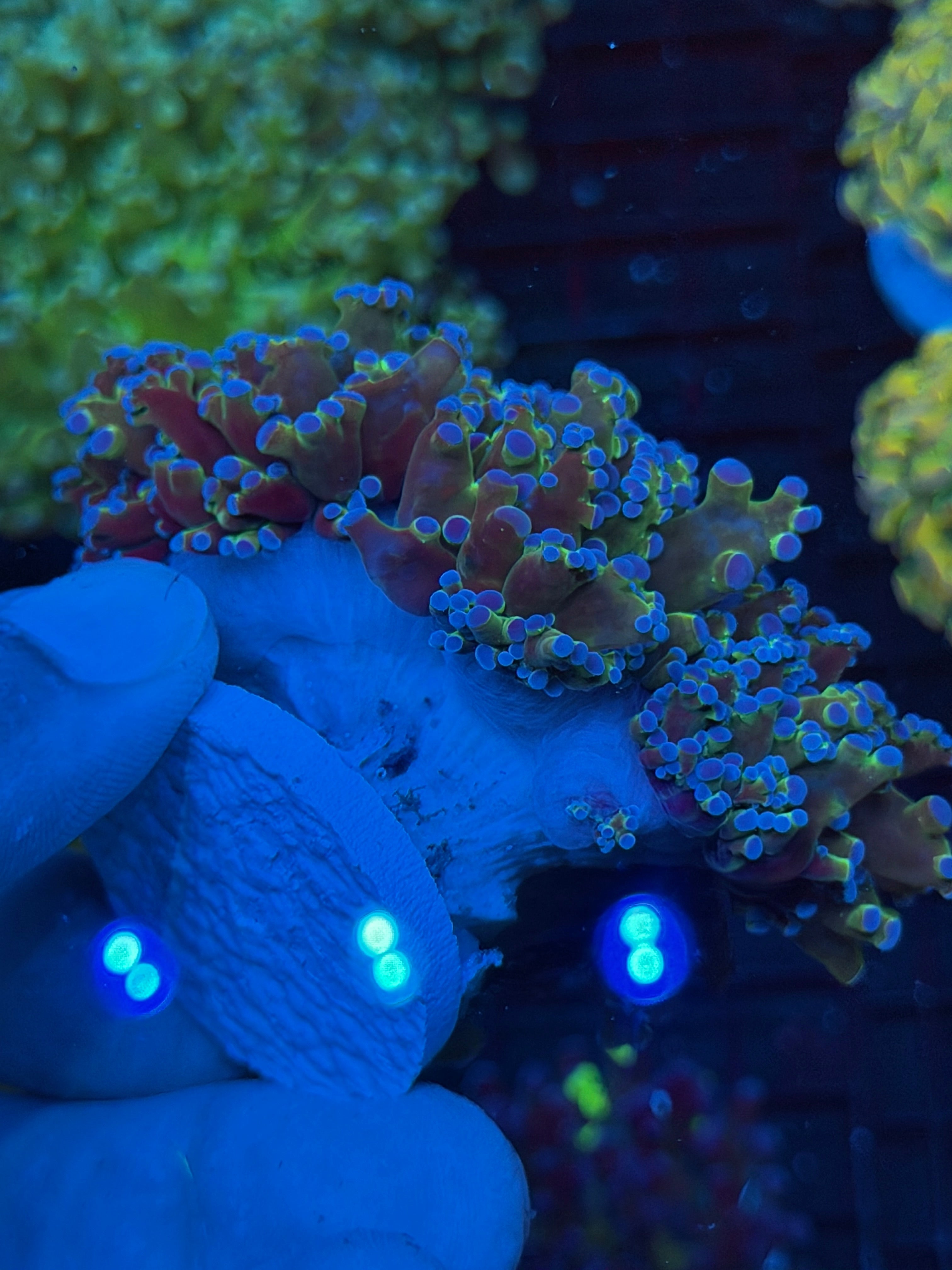 JEA Blue Magic Frogspawn Coral Colony XXXL Show Piece 9/11