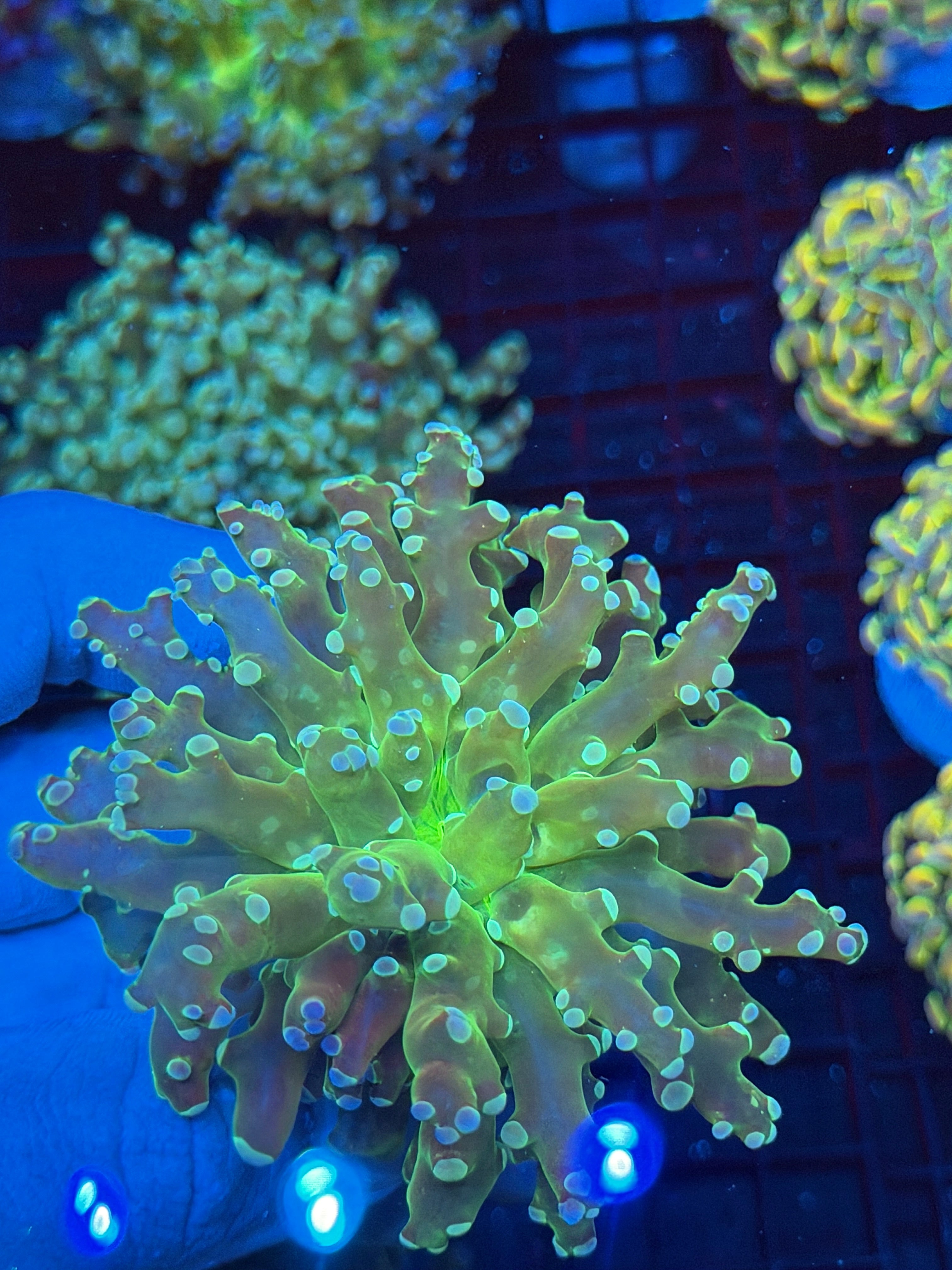 JEA Holy Relic Frogspawn Coral 1 XL Head 9/11