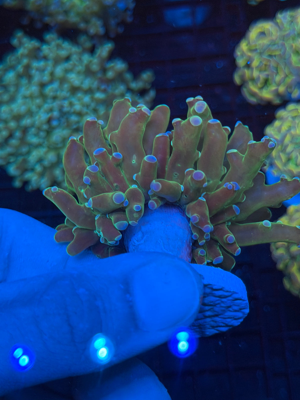 JEA Holy Relic Frogspawn Coral 1 XL Head 9/11