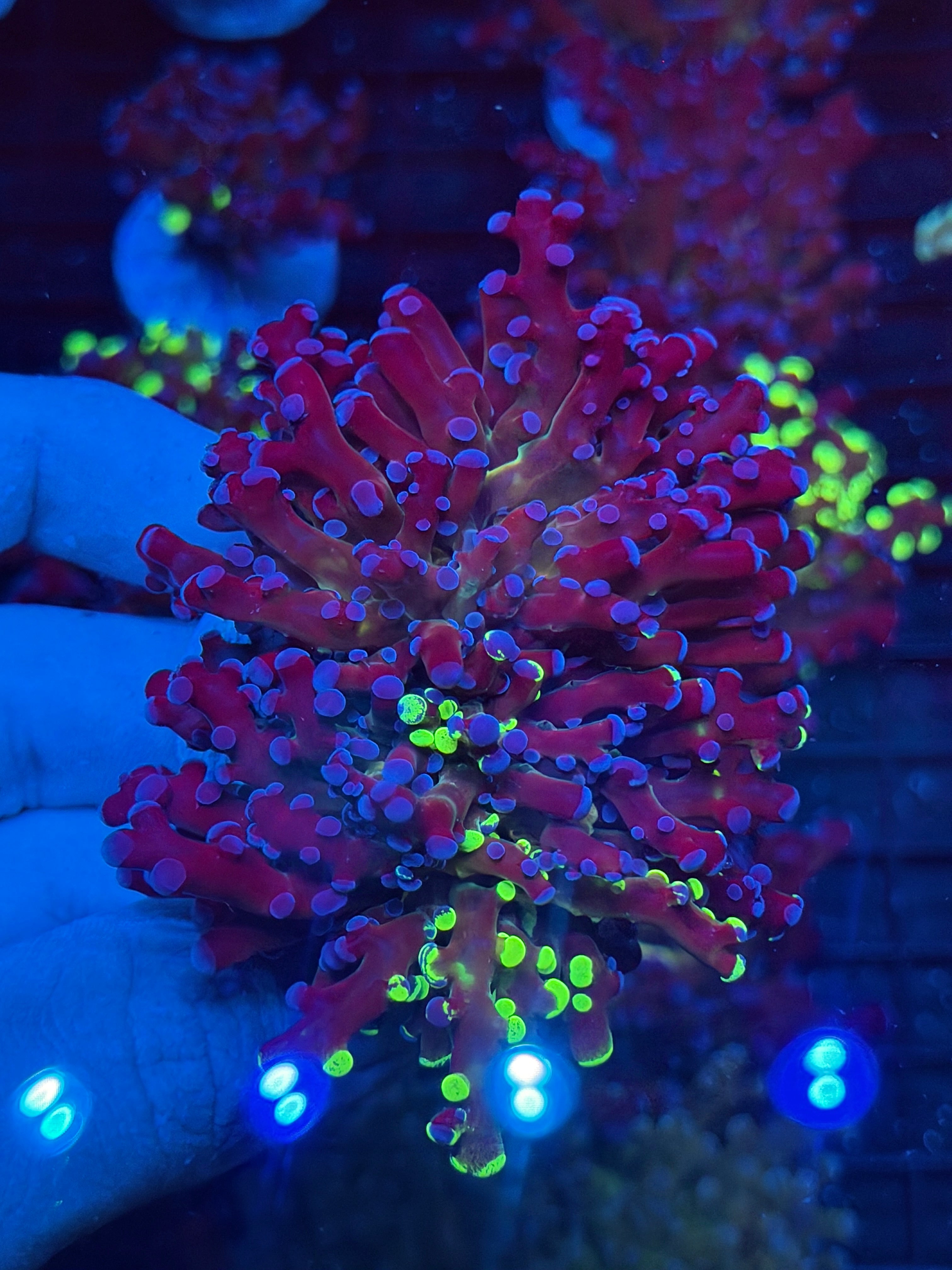 JEA Grafted Mardi Gras Frogspawn Coral 2 Heads XXL 9/11