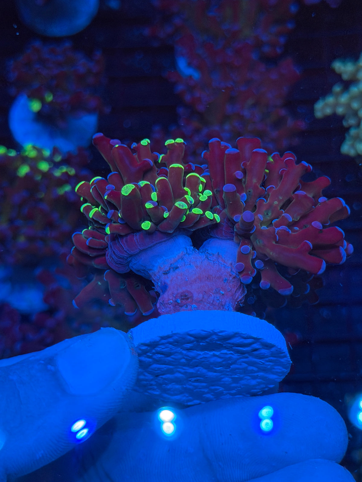 JEA Grafted Mardi Gras Frogspawn Coral 2 Heads XXL 9/11