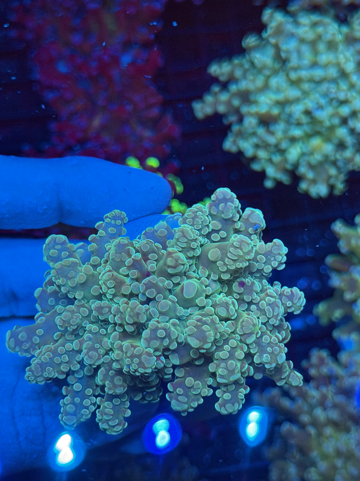 JEA Whitewalker Frogspawn Coral 2 Heads Splitting XL 9/11