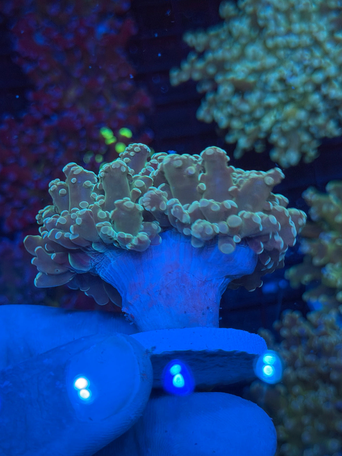 JEA Whitewalker Frogspawn Coral 2 Heads Splitting XL 9/11