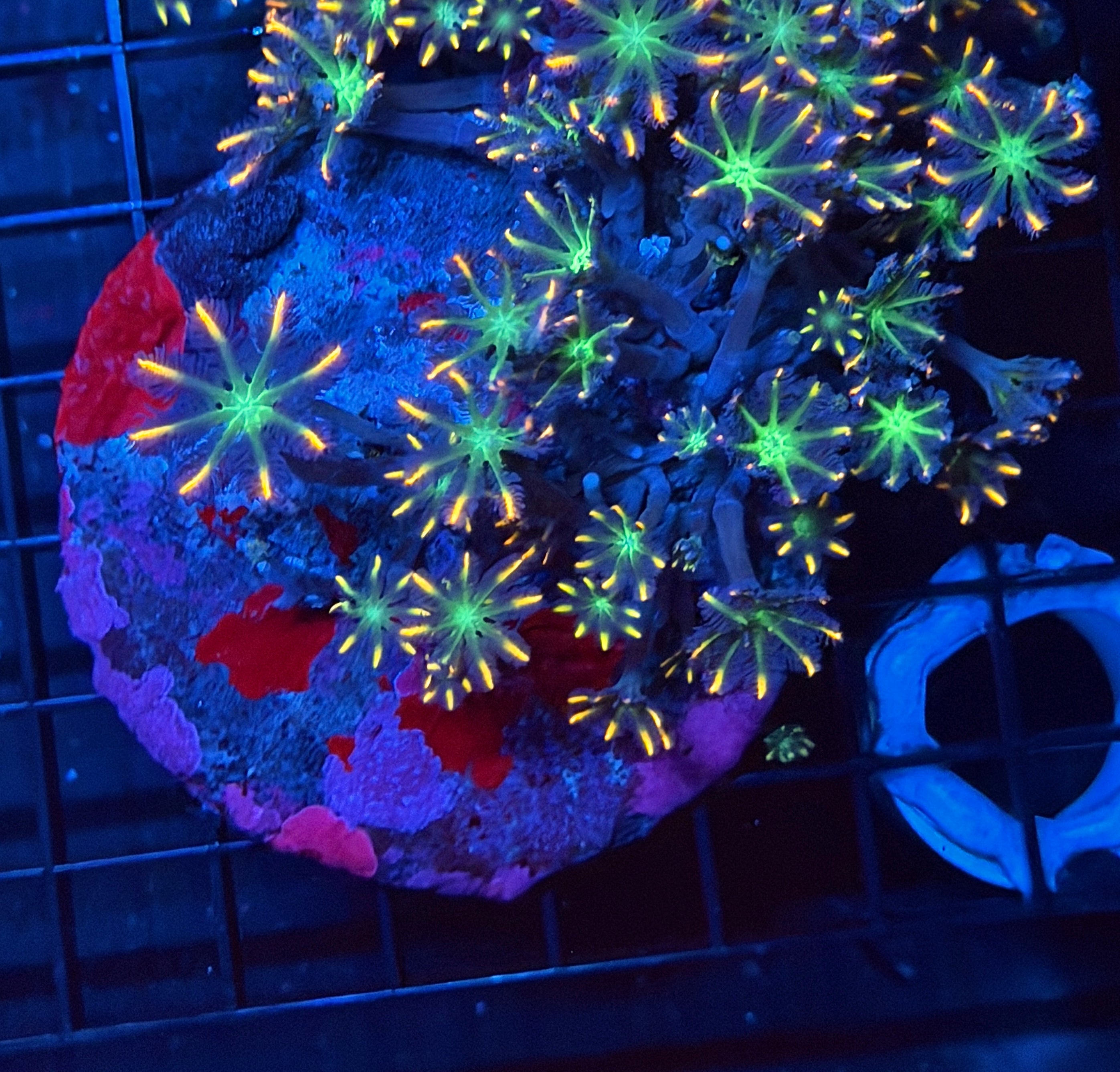JEA Rainbow Clove Polyp Coral Colony XL 9/11