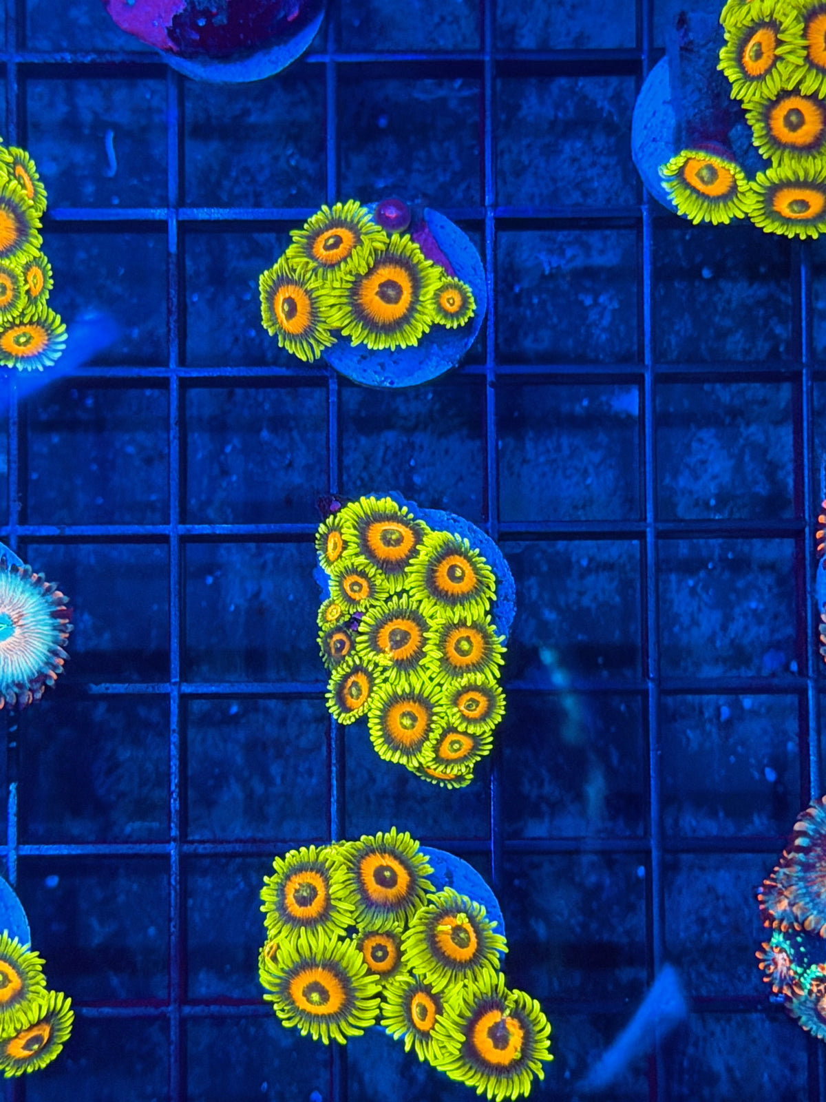 JEA Super Saiyan Zoanthid Coral Mini Colony 13 Polyps BRIGHT 9/11