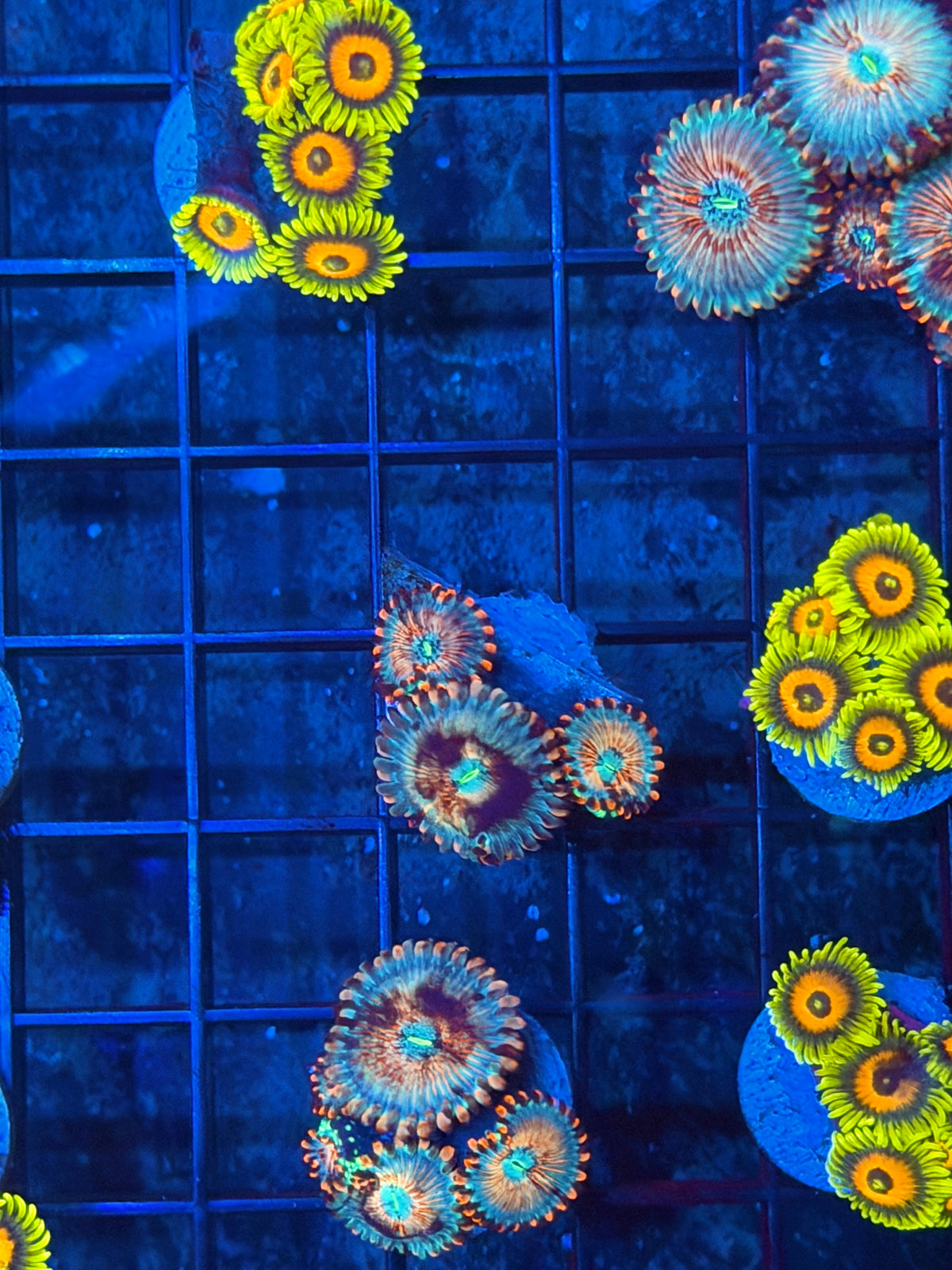 JEA White Zombie Zoanthid Coral 3 XL Polyps Insane Patterns 9/11