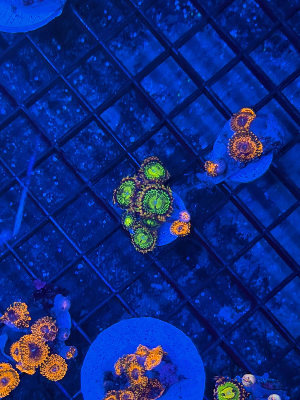 JEA Buttkisser Zoanthid Coral 6 Polyps XL 9/11