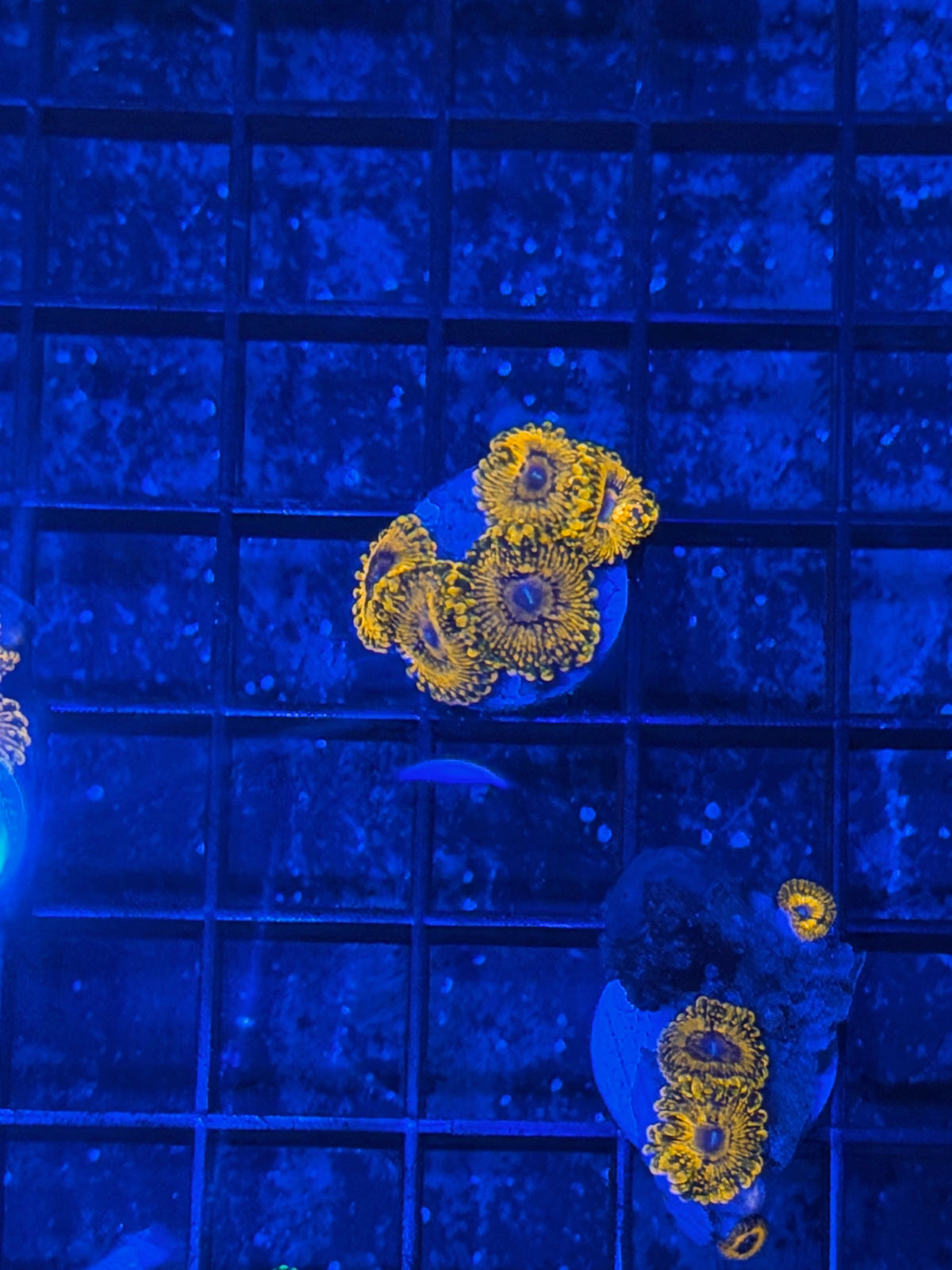JEA Darth Maul Variant Zoanthid Coral 5 Polyps 9/11