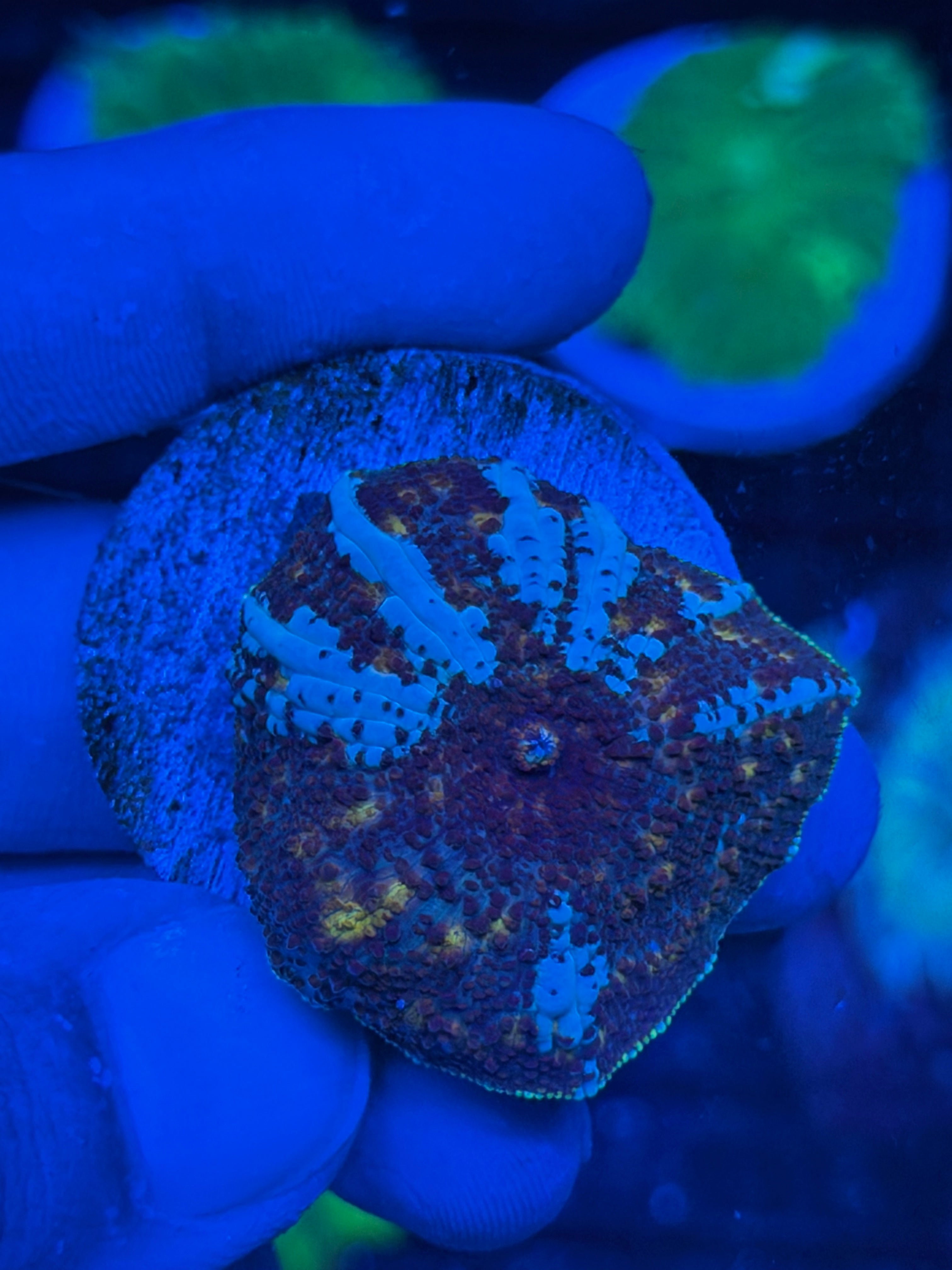 JEA Riot Shield Jawbreaker Mushroom Coral XL 9/11