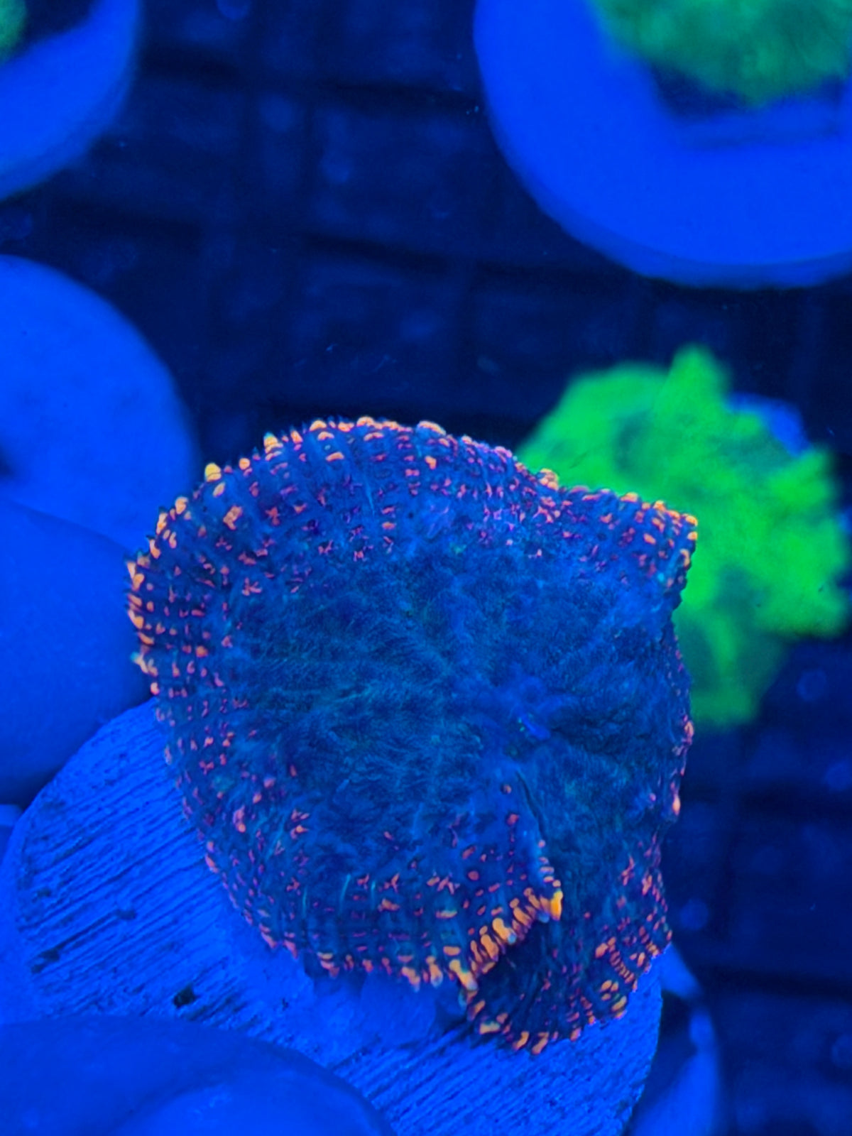 JEA Firestarter Mushroom Coral Multi Frag 9/11