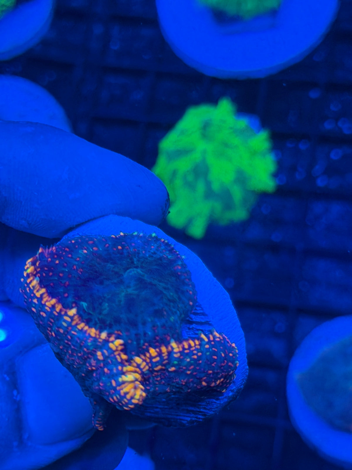JEA Firestarter Mushroom Coral Multi Frag 9/11
