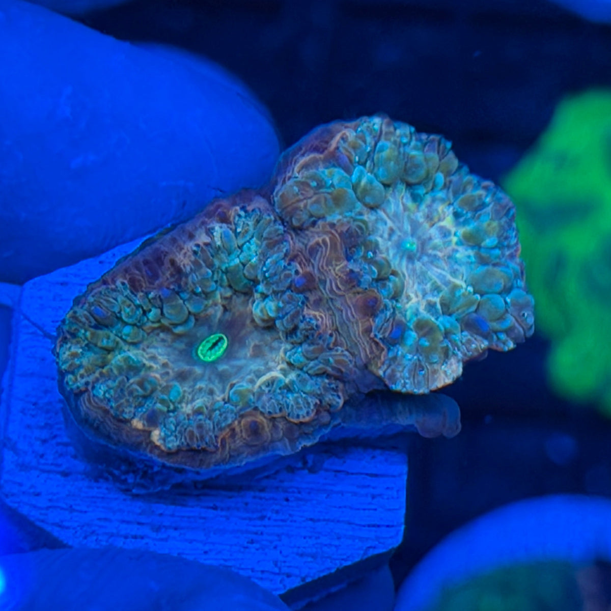 JEA Rainbow Rhino Blastomussa Coral 2 Heads 9/11