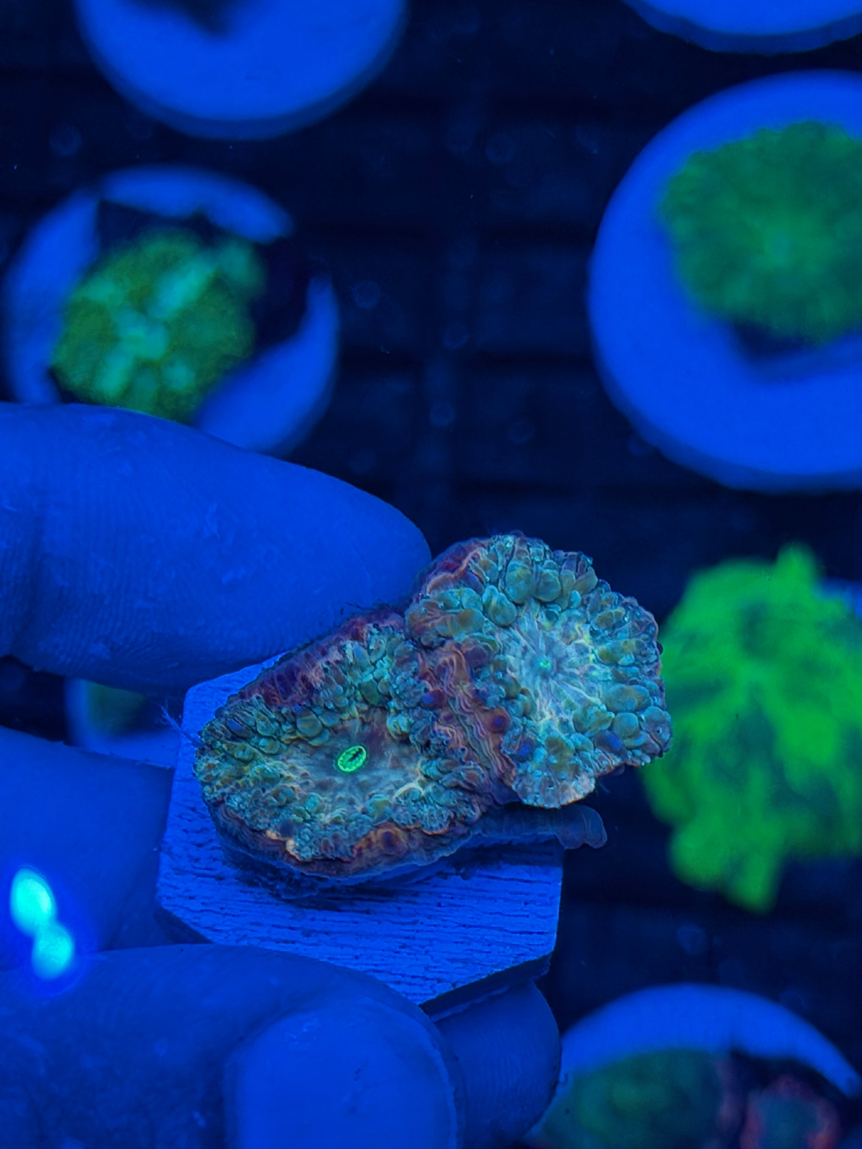 JEA Rainbow Blastomussa Coral 2 Heads 9/11