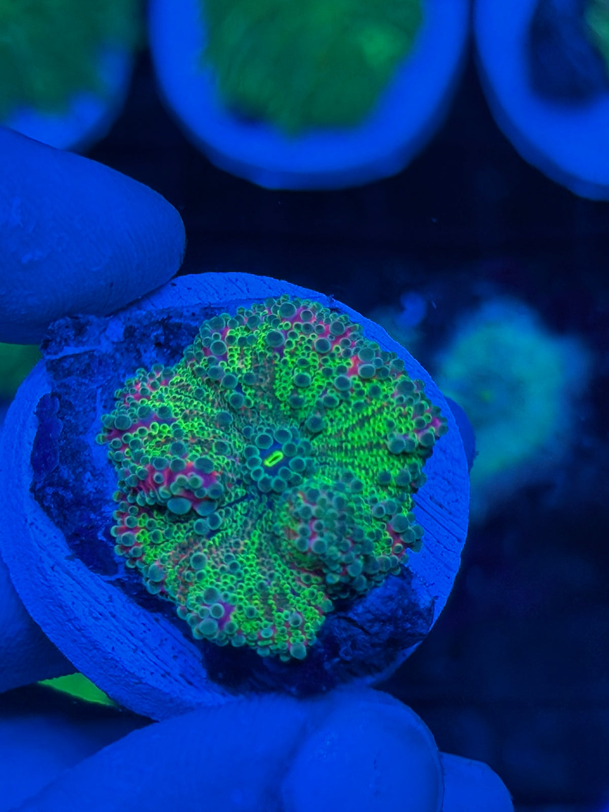 JEA Nuclear Warhead Yuma Mushroom Coral 9/11