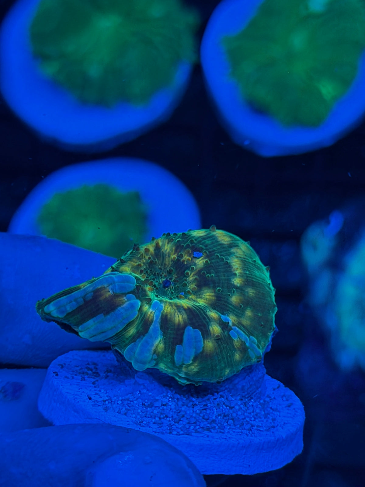 JEA Interstellar Jawbreaker Mushroom Coral XL 9/11