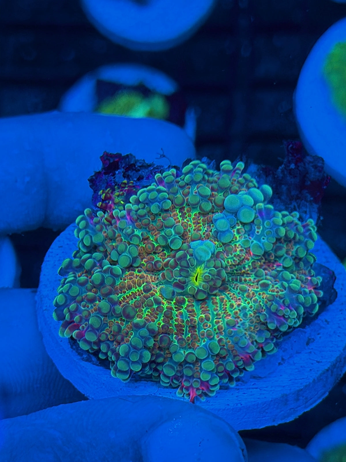 JEA Rainbow Cosmos Yuma Mushroom Coral XL 9/11