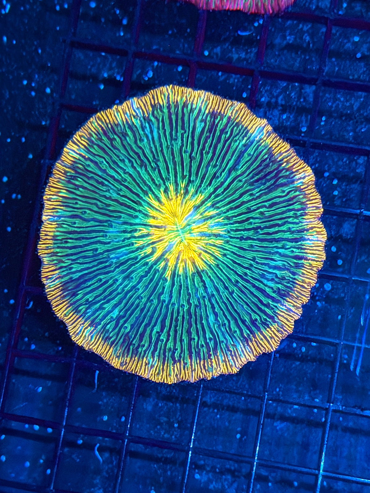Rainbow Plate Coral