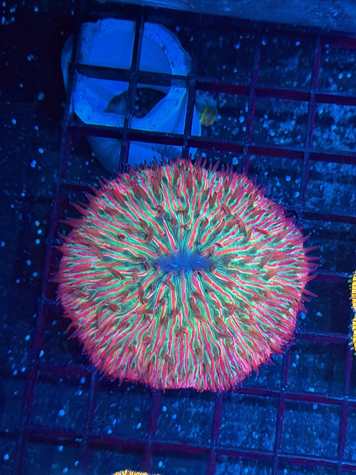 JEA Lucifers Gem Plate Coral 9/11