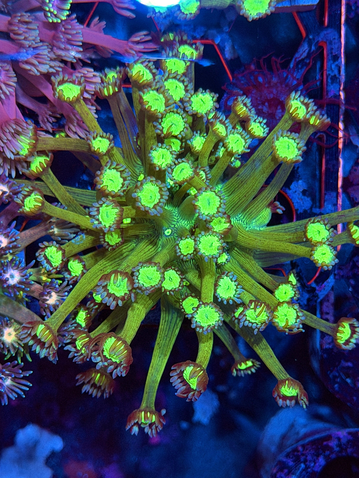 JEA Bioshock Goniopora Coral XL