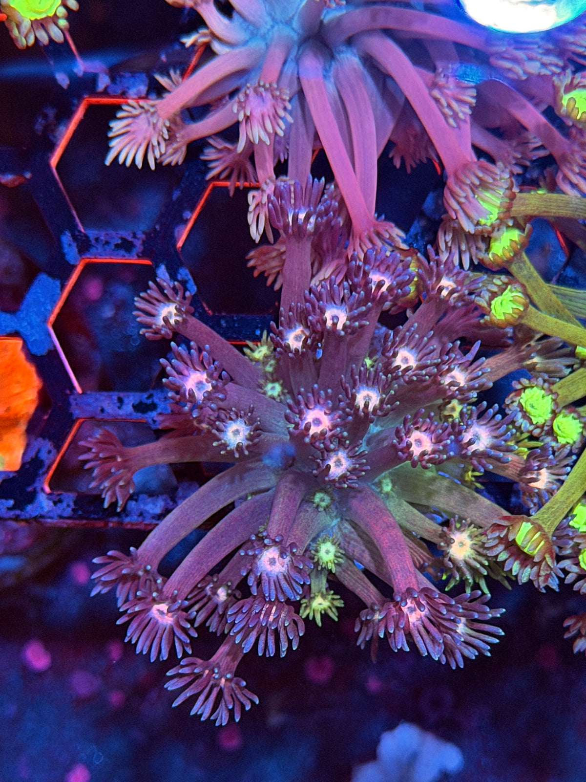 JEA Paint Splatter Goniopora Coral *New Release*