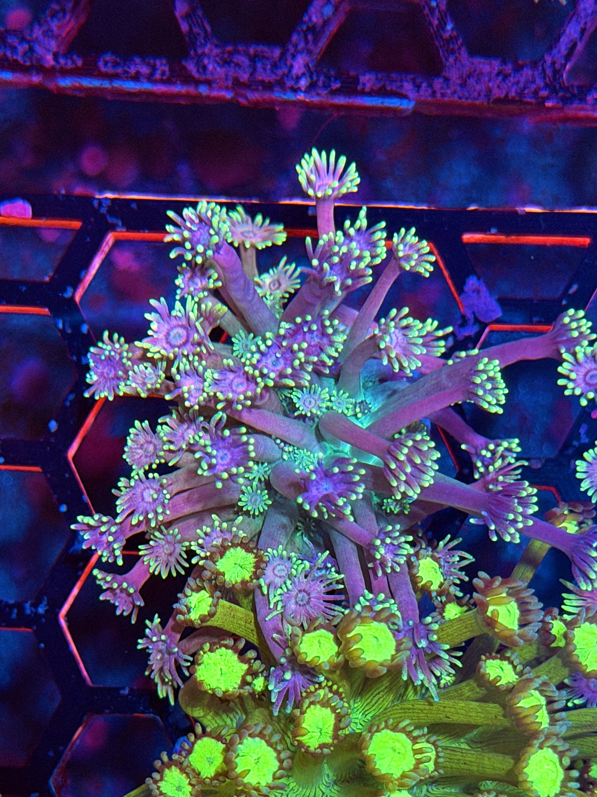 JEA Demon Slayer Goniopora Coral XL Frag *New Release*