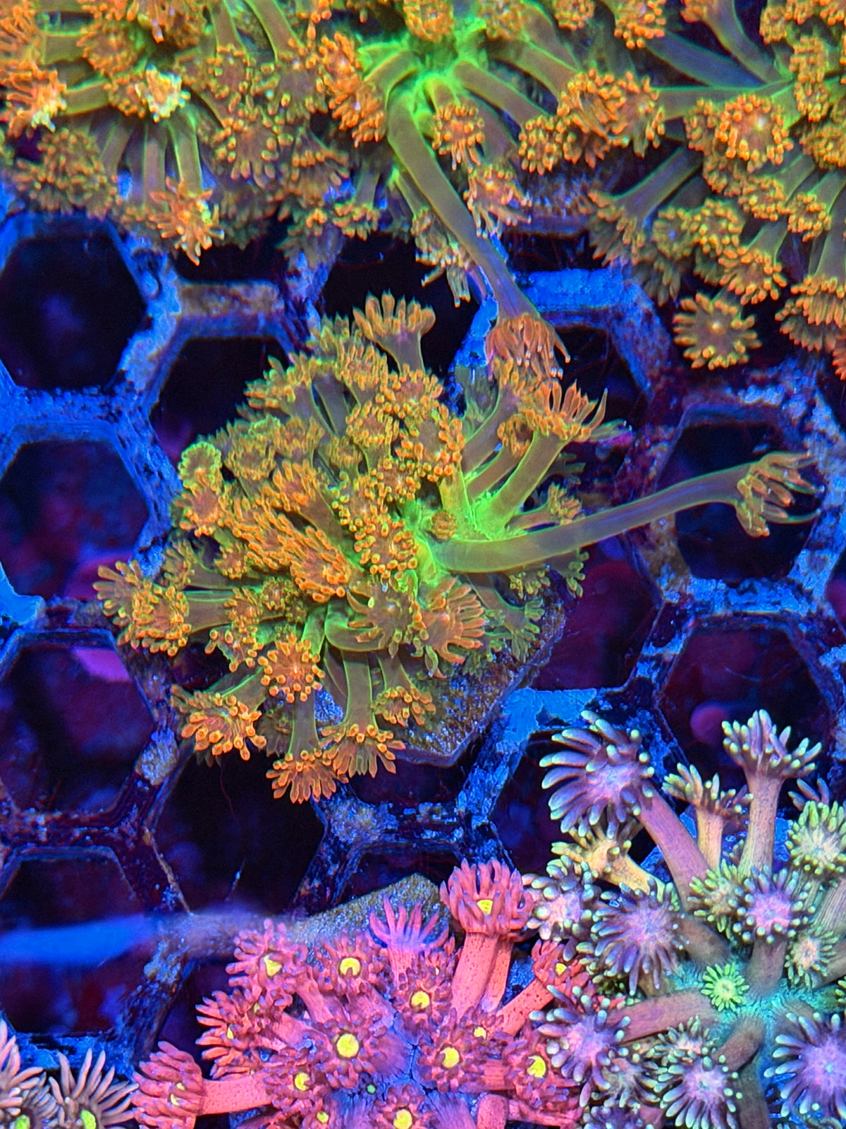 JEA Heatwave Goniopora Coral
