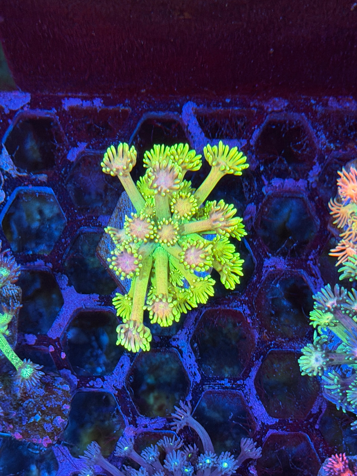 JEA Banana Split Goniopora Coral BRIGHT *New Release*