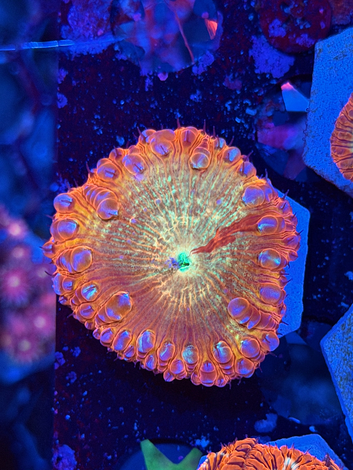 JEA Bushido Grafted Blastomussa Coral 1 XL Head *RARE*