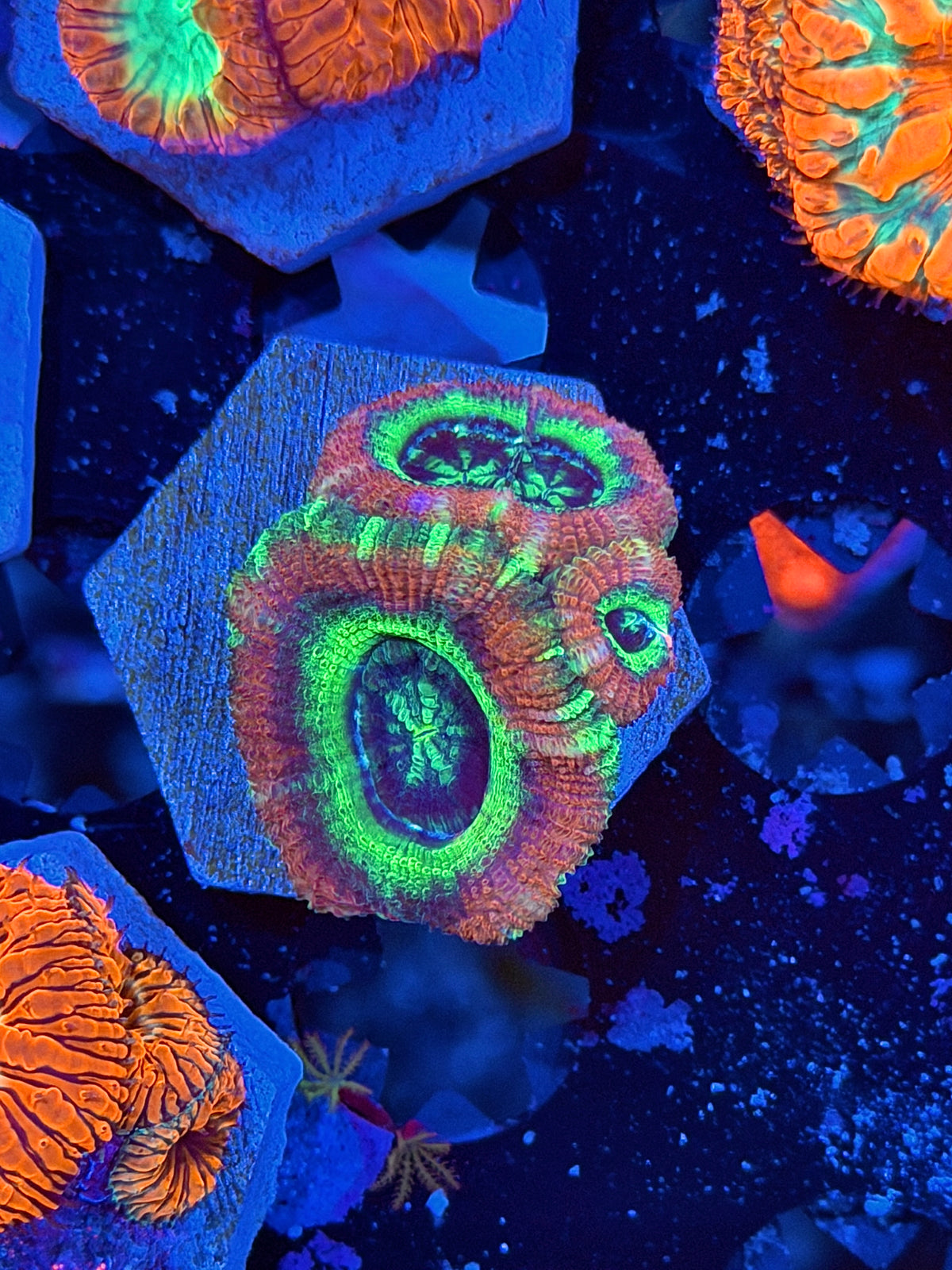 JEA Acid Trip Asian Acans 3 Heads *New Release*