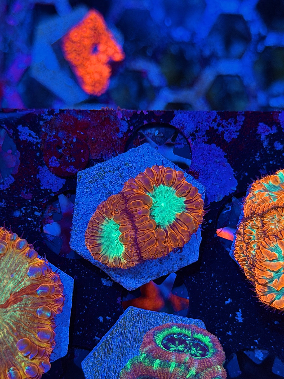 JEA Laser Beam Blastomussa Coral 2 Heads