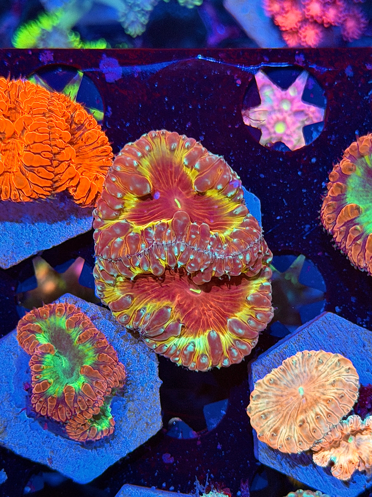 JEA Blood Money Blastomussa Coral 2 Heads XL *Collector's Piece*