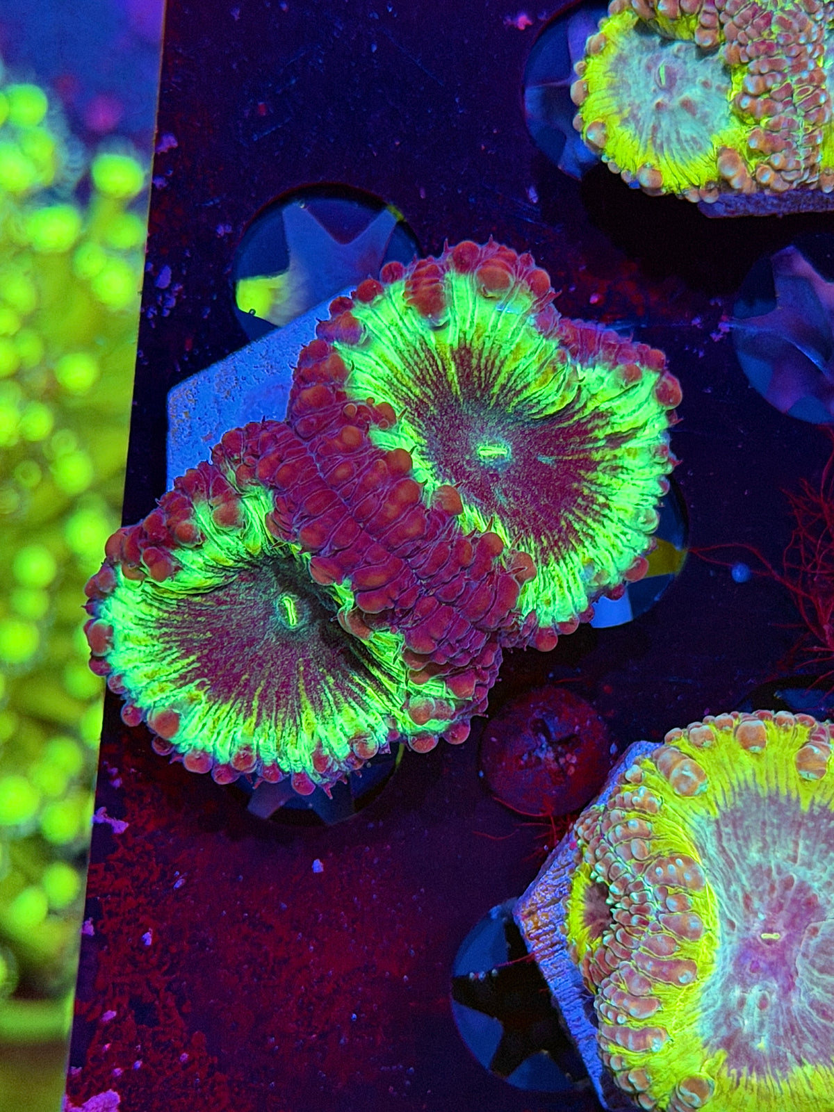 JEA Ghostbusters Blastomussa Coral