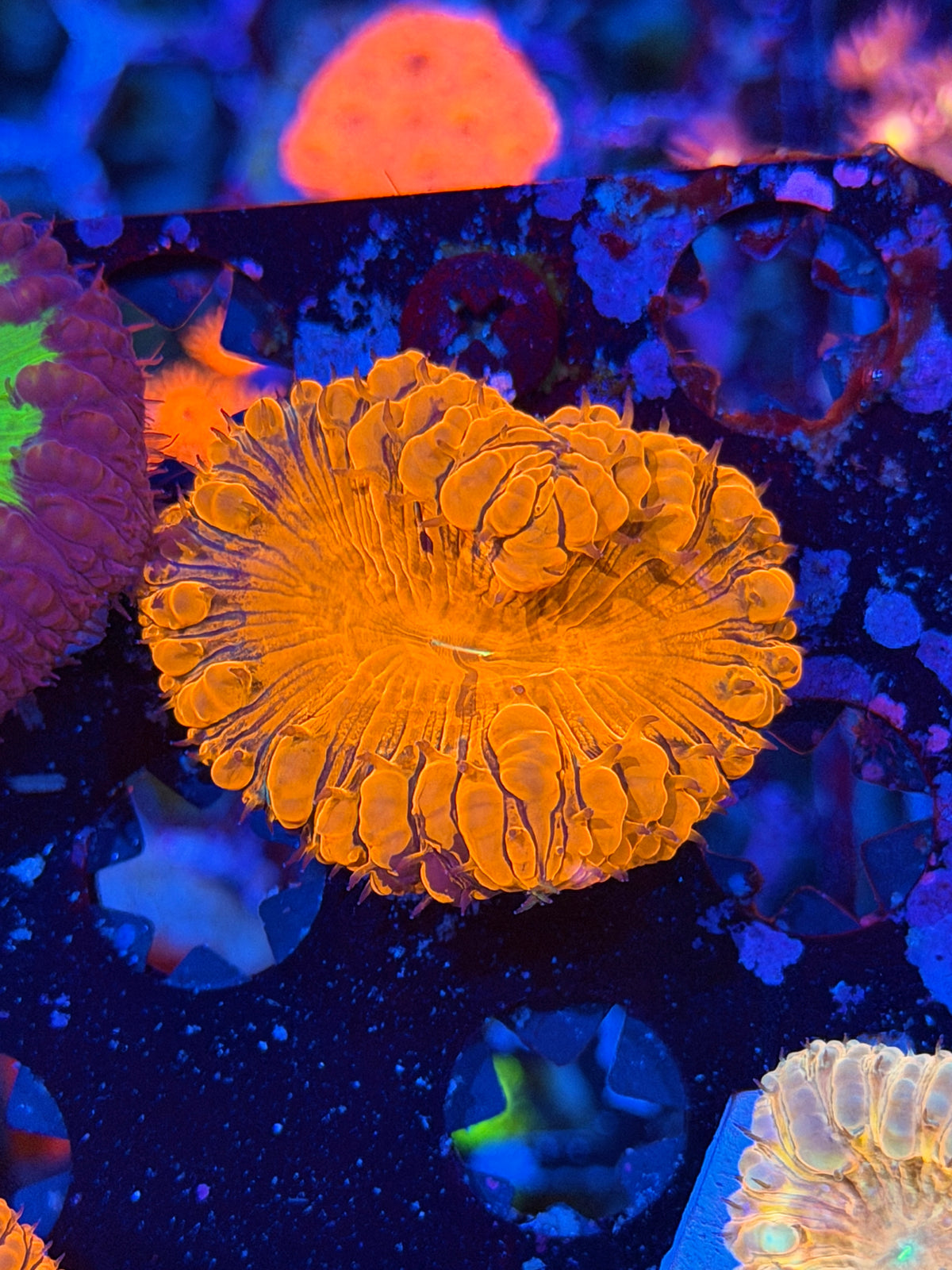 JEA Grafted Deadpool Blastomussa Coral 1 XXL Head *Collector's Piece*