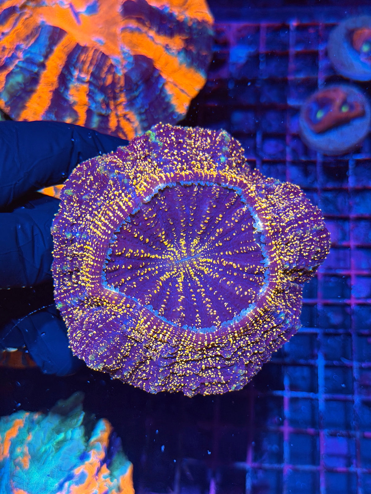 Orange Glitter Acanthophyllia Meat Coral