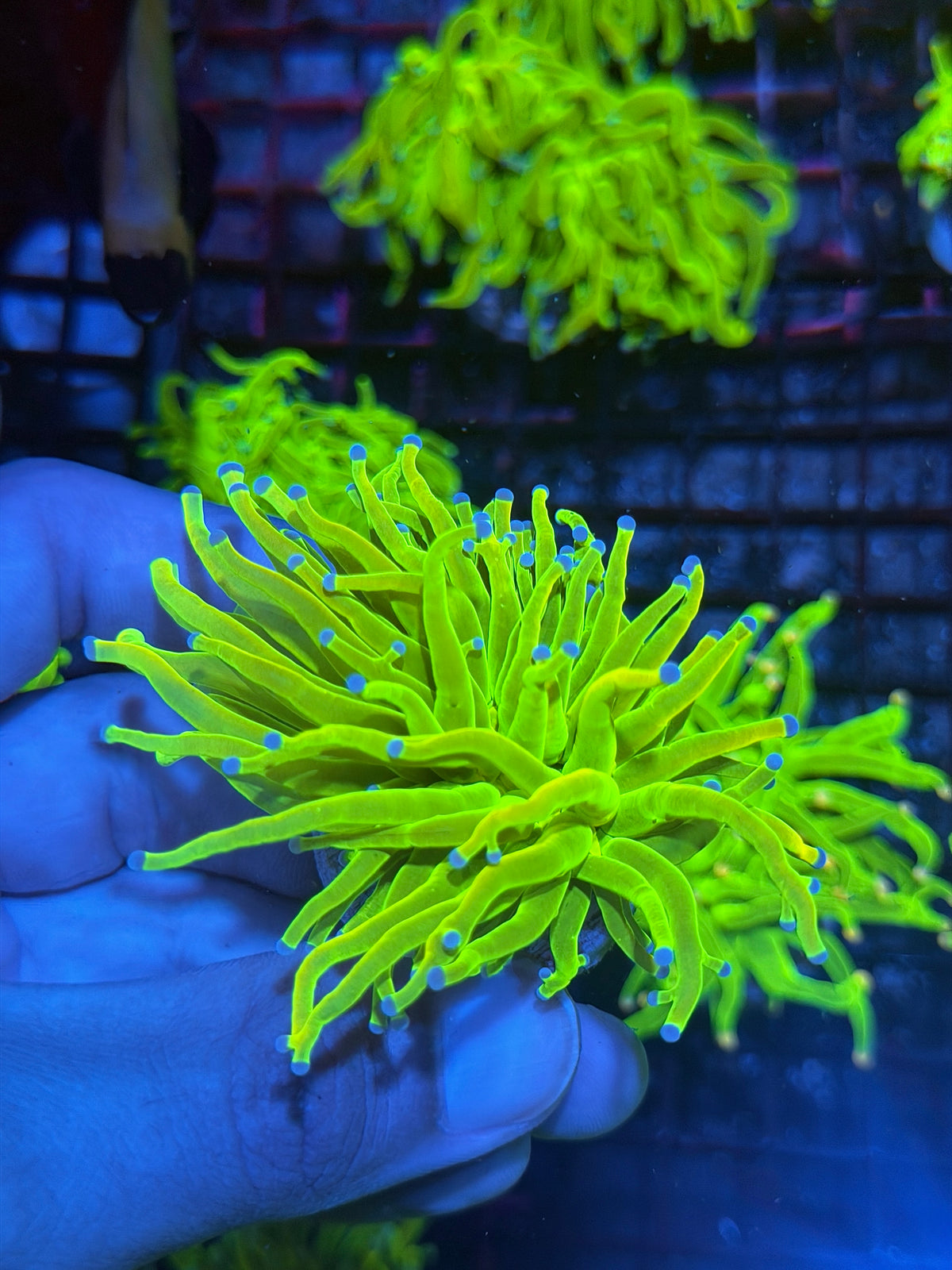 JEA 24K Holy Grail Torch Coral 1 Head XL 9/28