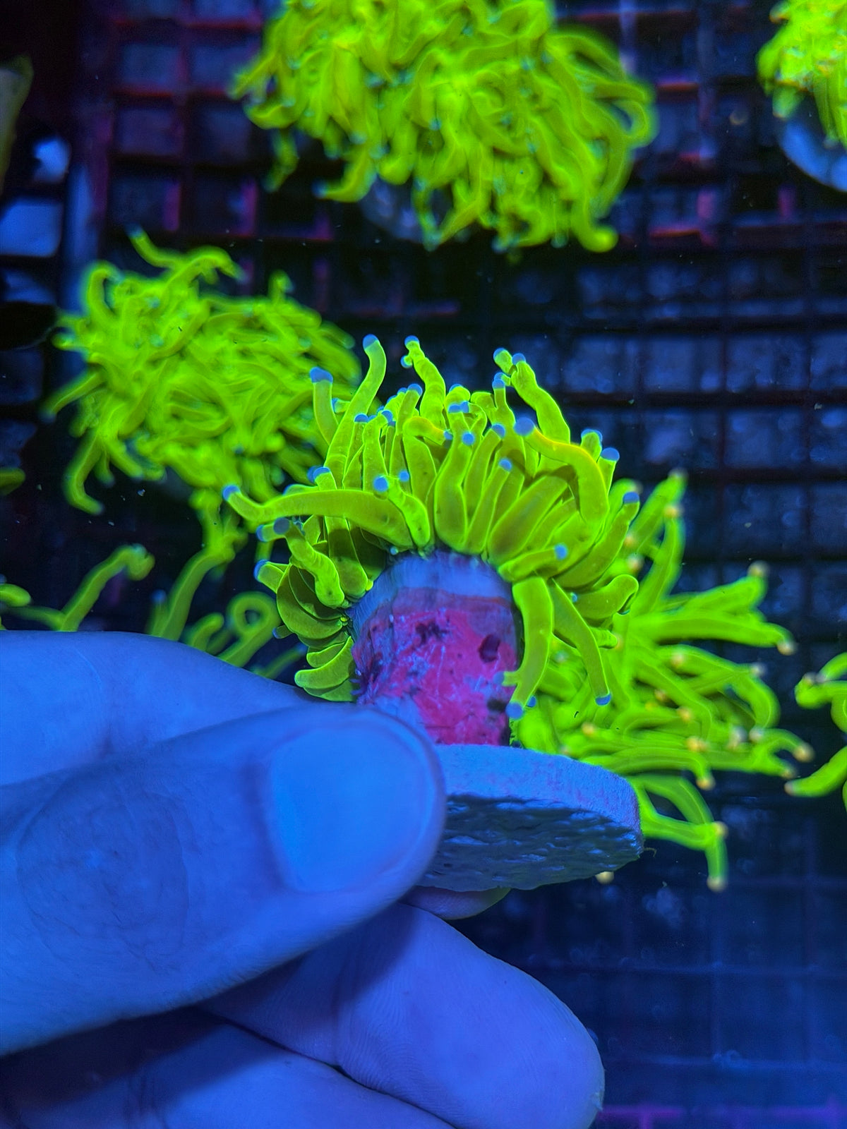 JEA 24K Holy Grail Torch Coral 1 Head XL 9/28