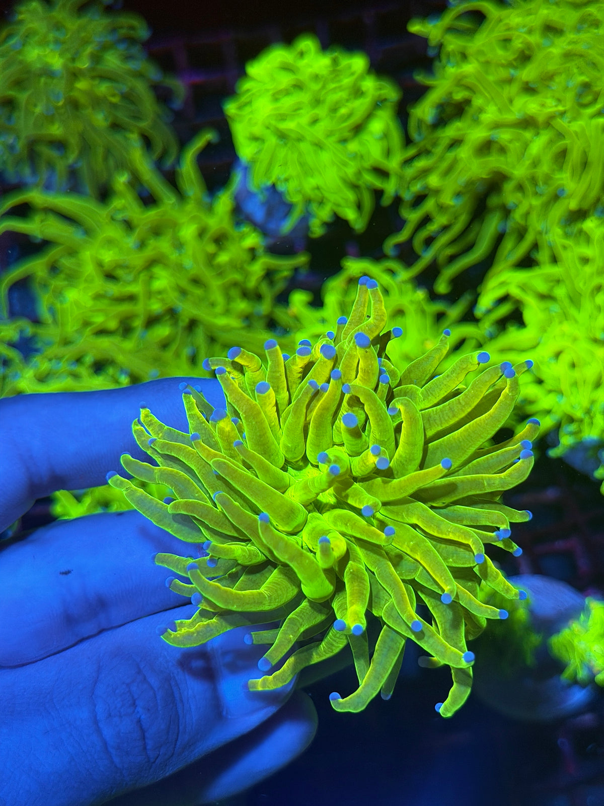 JEA Yellow Holy Grail Torch Coral 1 Head XL 9/27