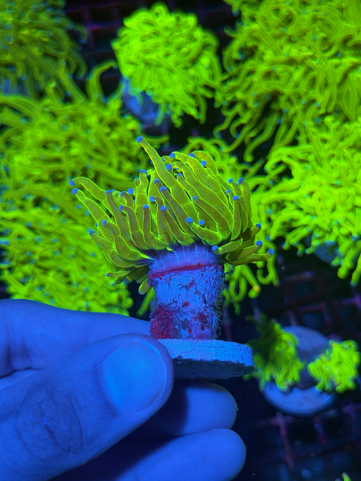 JEA Yellow Holy Grail Torch Coral 1 Head XL 9/27